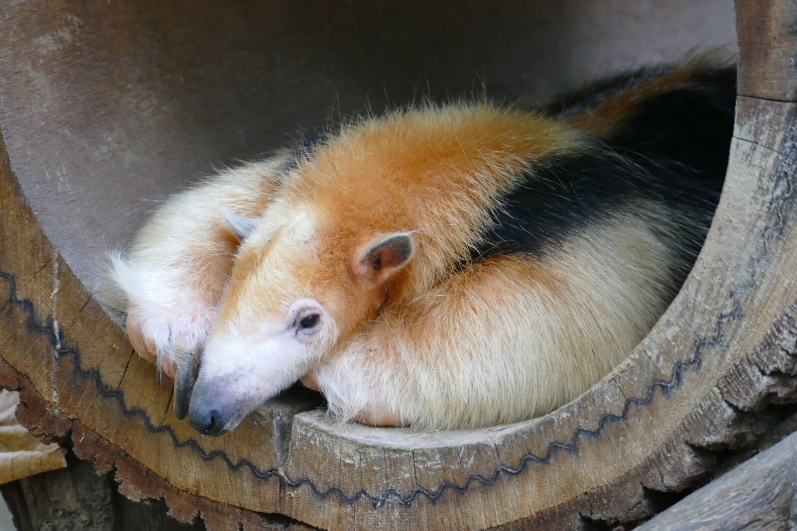 Panasonic Lumix DMC-FZ1000 sample photo. Anteater, ant, head photography