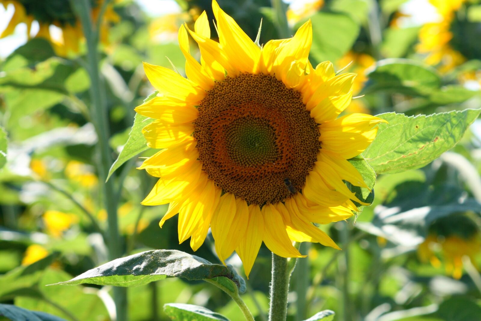 Canon EOS 400D (EOS Digital Rebel XTi / EOS Kiss Digital X) sample photo. Plant, sunflower, yellow photography
