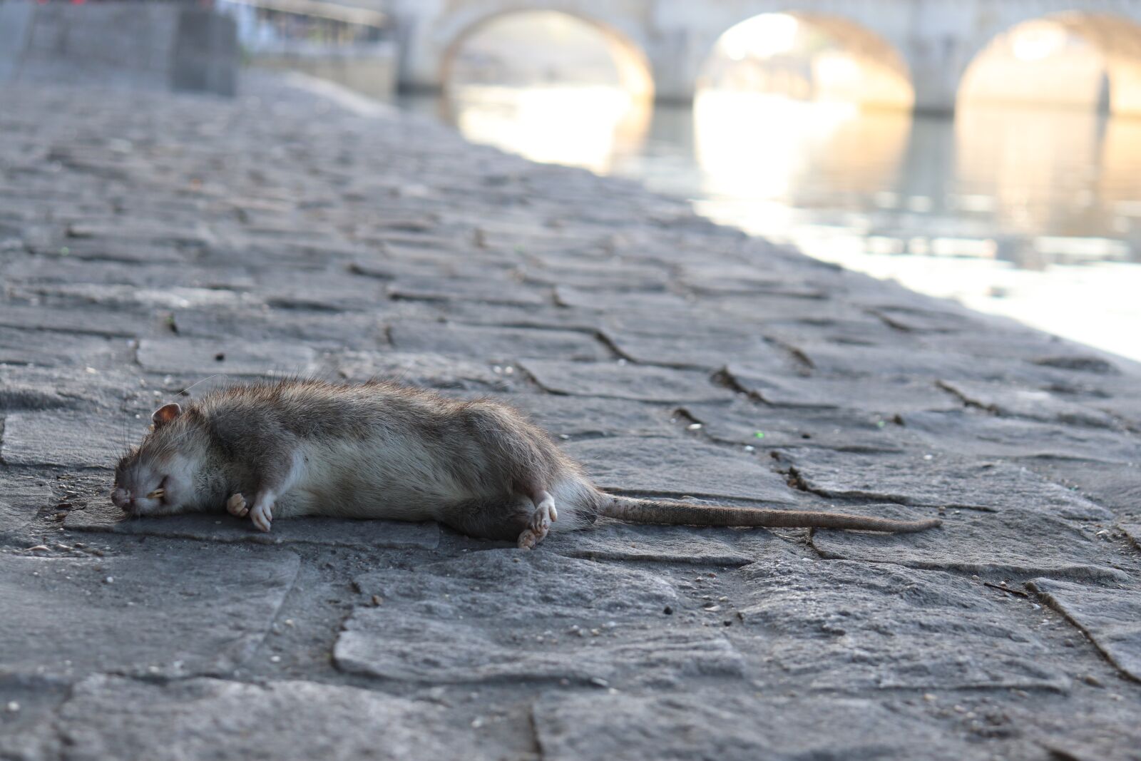 Canon EOS 800D (EOS Rebel T7i / EOS Kiss X9i) sample photo. Dead rat, rats, rodents photography