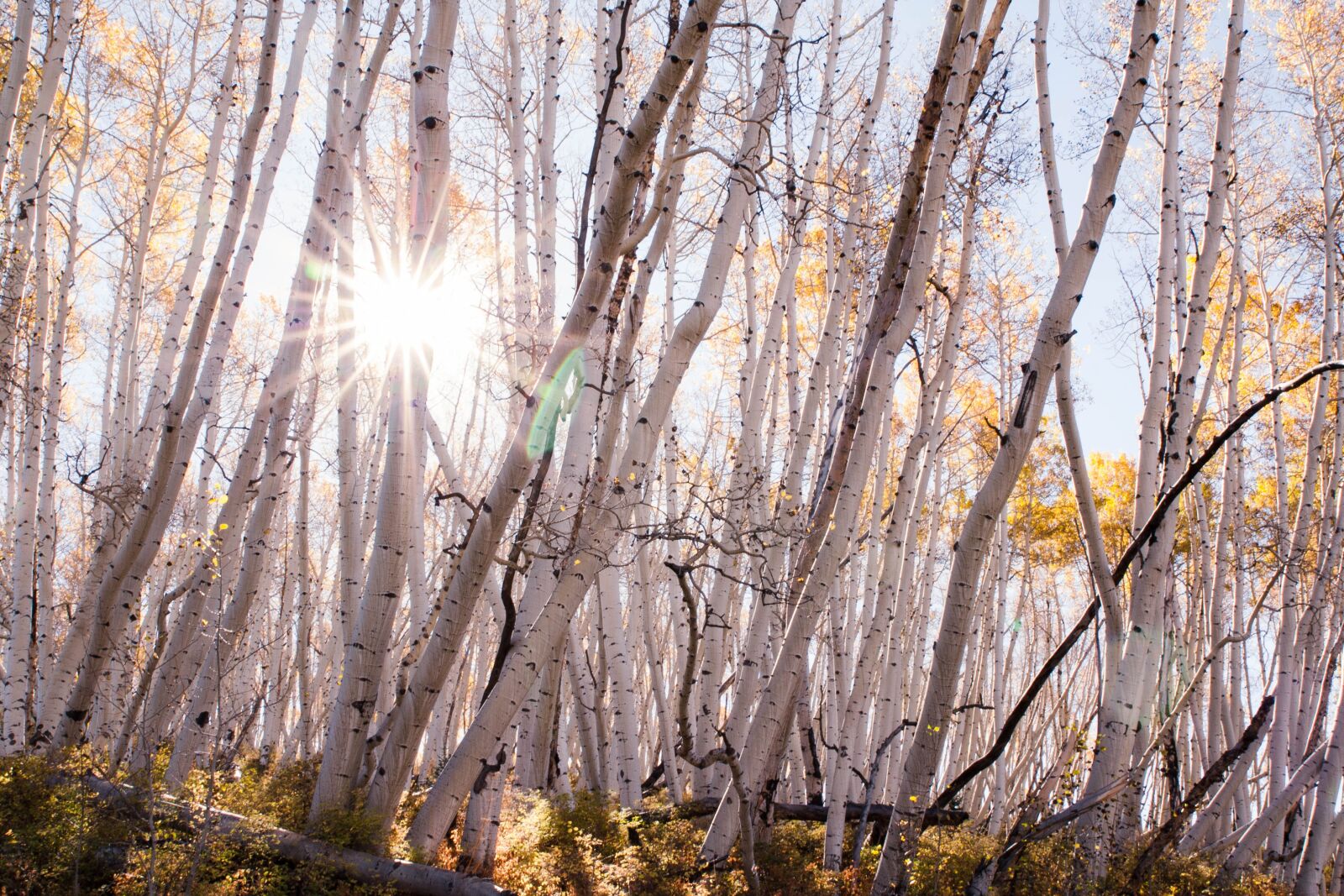 Canon EOS 450D (EOS Rebel XSi / EOS Kiss X2) sample photo. Fall, trees, aspen photography