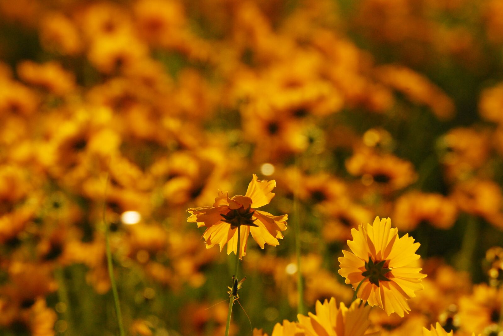 Nikon D200 sample photo. Flowers, nature, landscape photography
