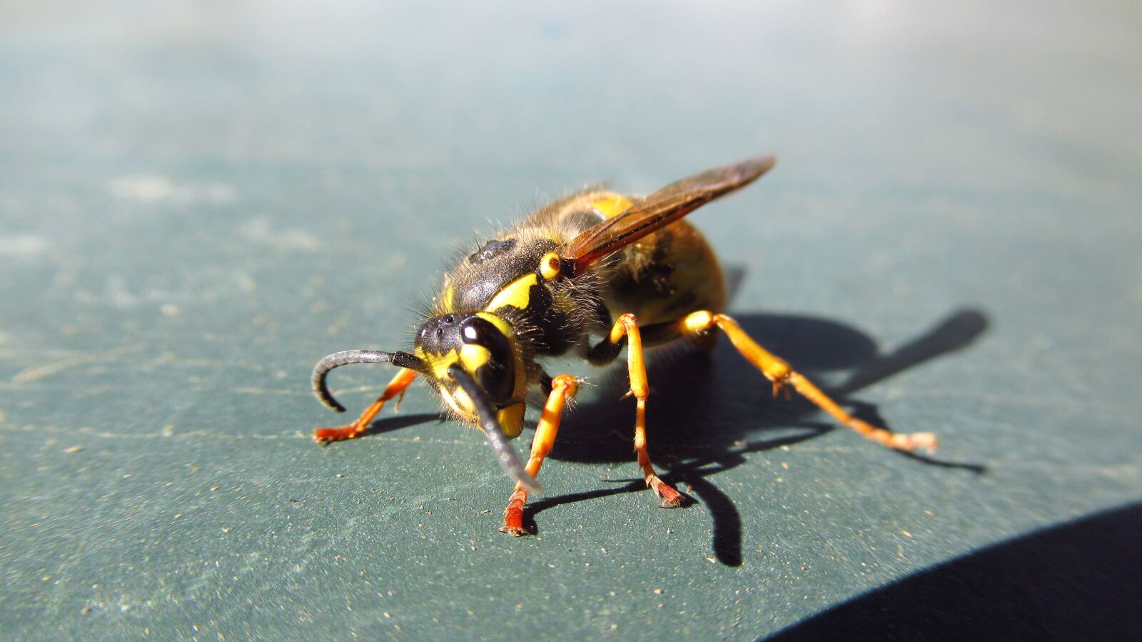 Canon PowerShot SX620 HS sample photo. Bee, animal, yellow photography