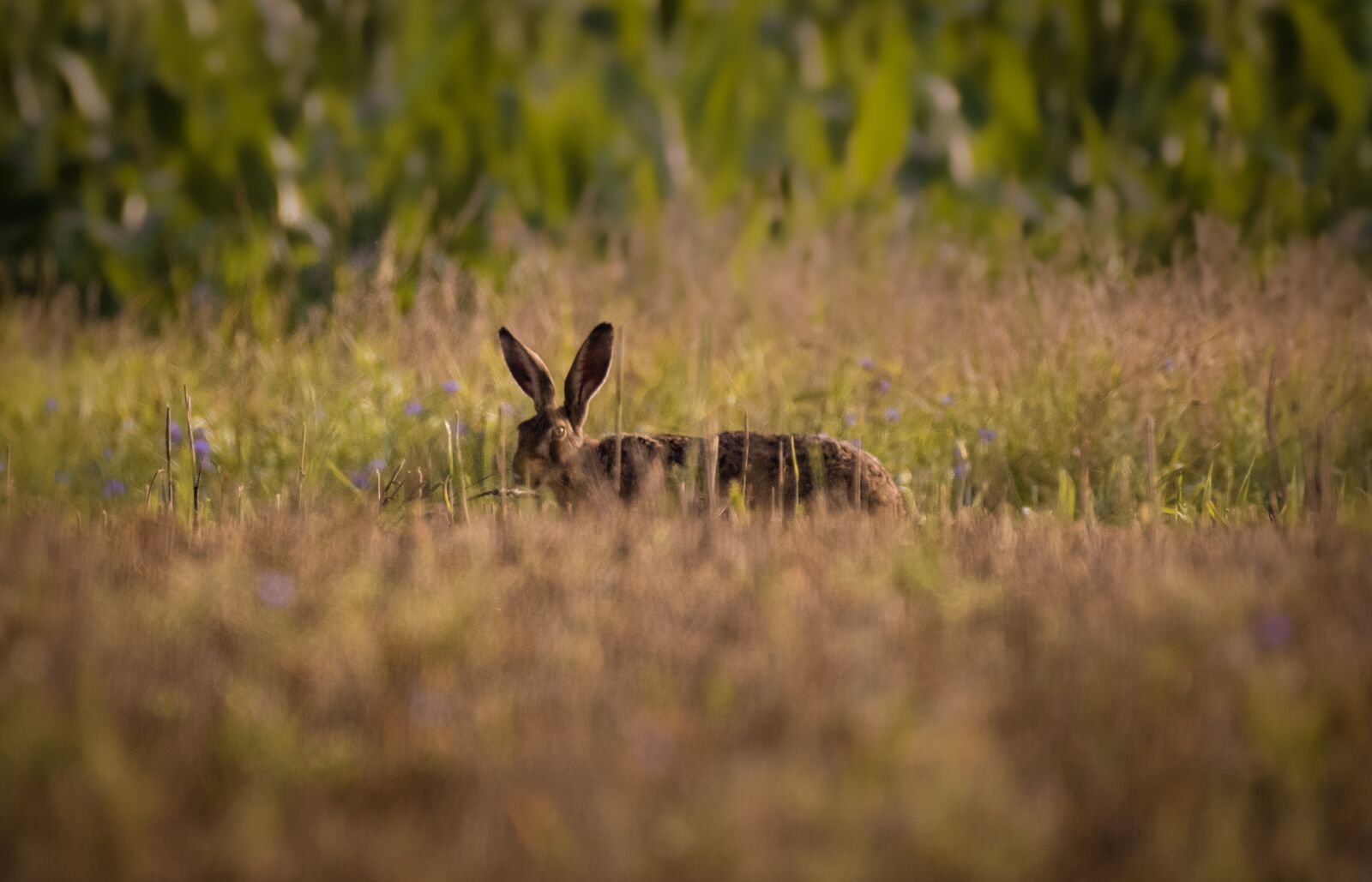 Nikon D5500 sample photo. Hare, wild rabbit, meadow photography