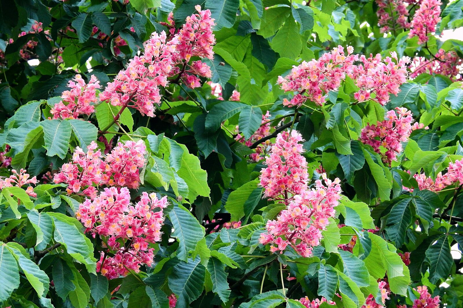 Nikon Coolpix P900 sample photo. Red horse chestnut, spring photography