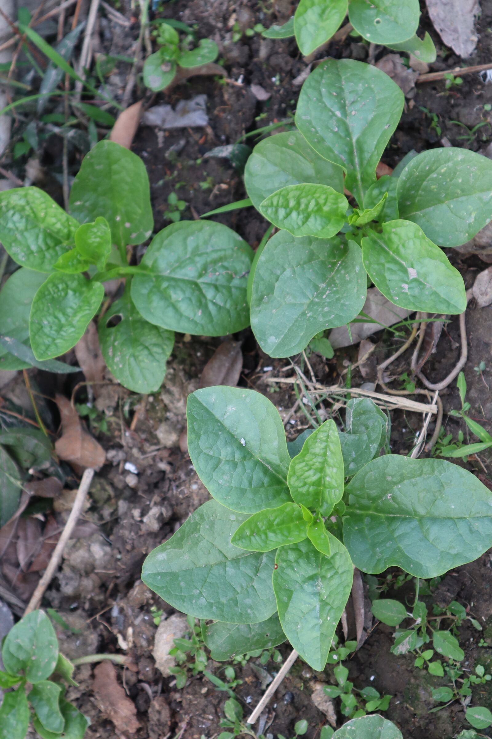 Canon EOS M50 (EOS Kiss M) sample photo. Vegetables, the garden, green photography