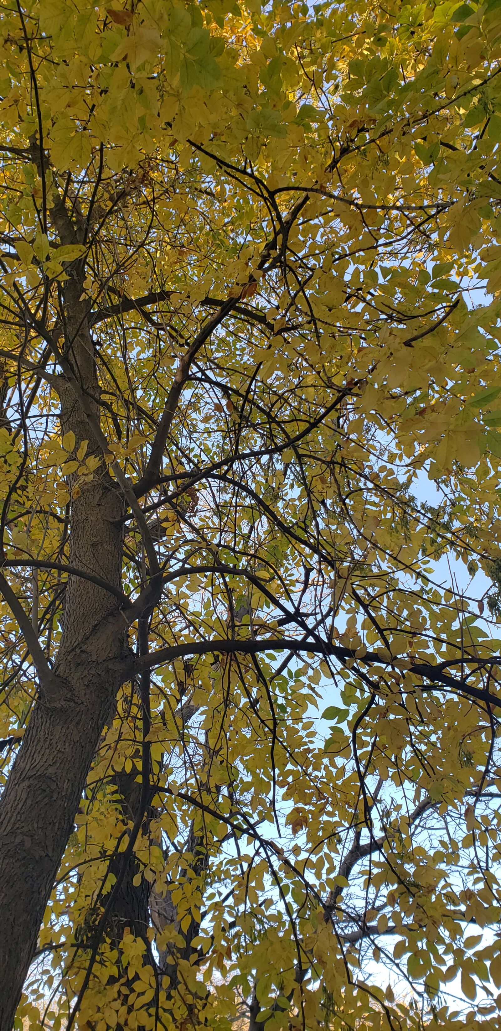 Samsung SM-G965U1 sample photo. Fall, tree, foliage photography