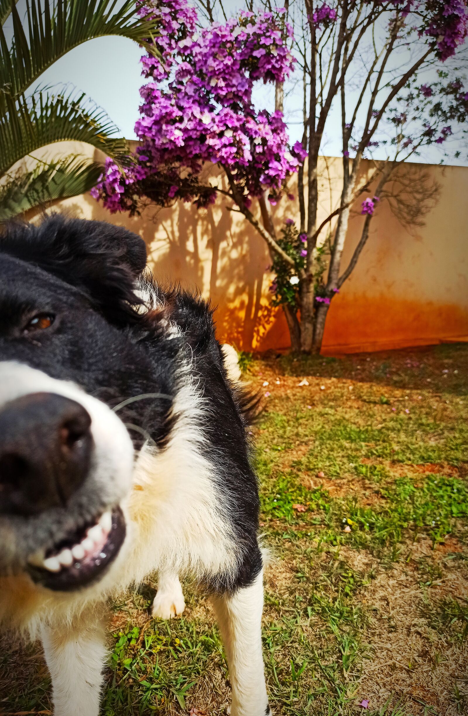 Xiaomi Redmi Note 8 Pro sample photo. Dog, muzzle, backyard photography