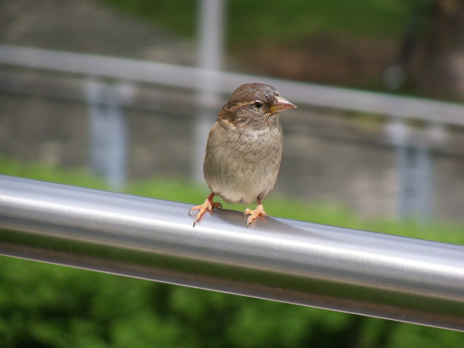 Kodak EasyShare Z915 sample photo. Bird, vogel, spatz photography
