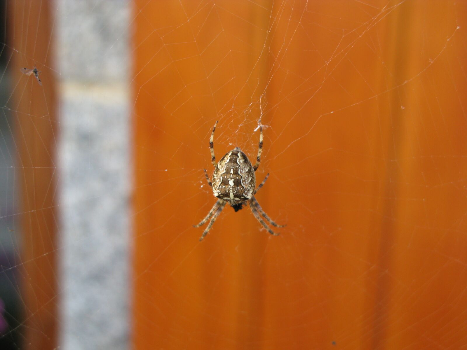 Canon POWERSHOT G9 sample photo. Spider, aranéides, canvas photography