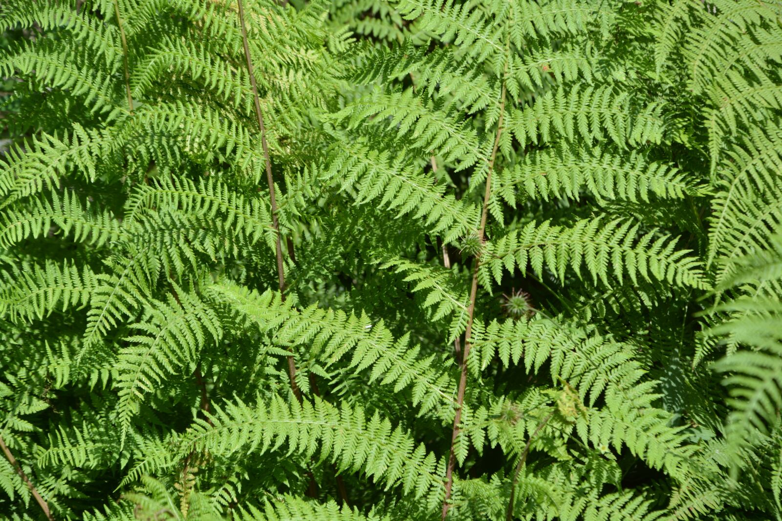 Nikon D5200 sample photo. Plant, indoor plant, fern photography