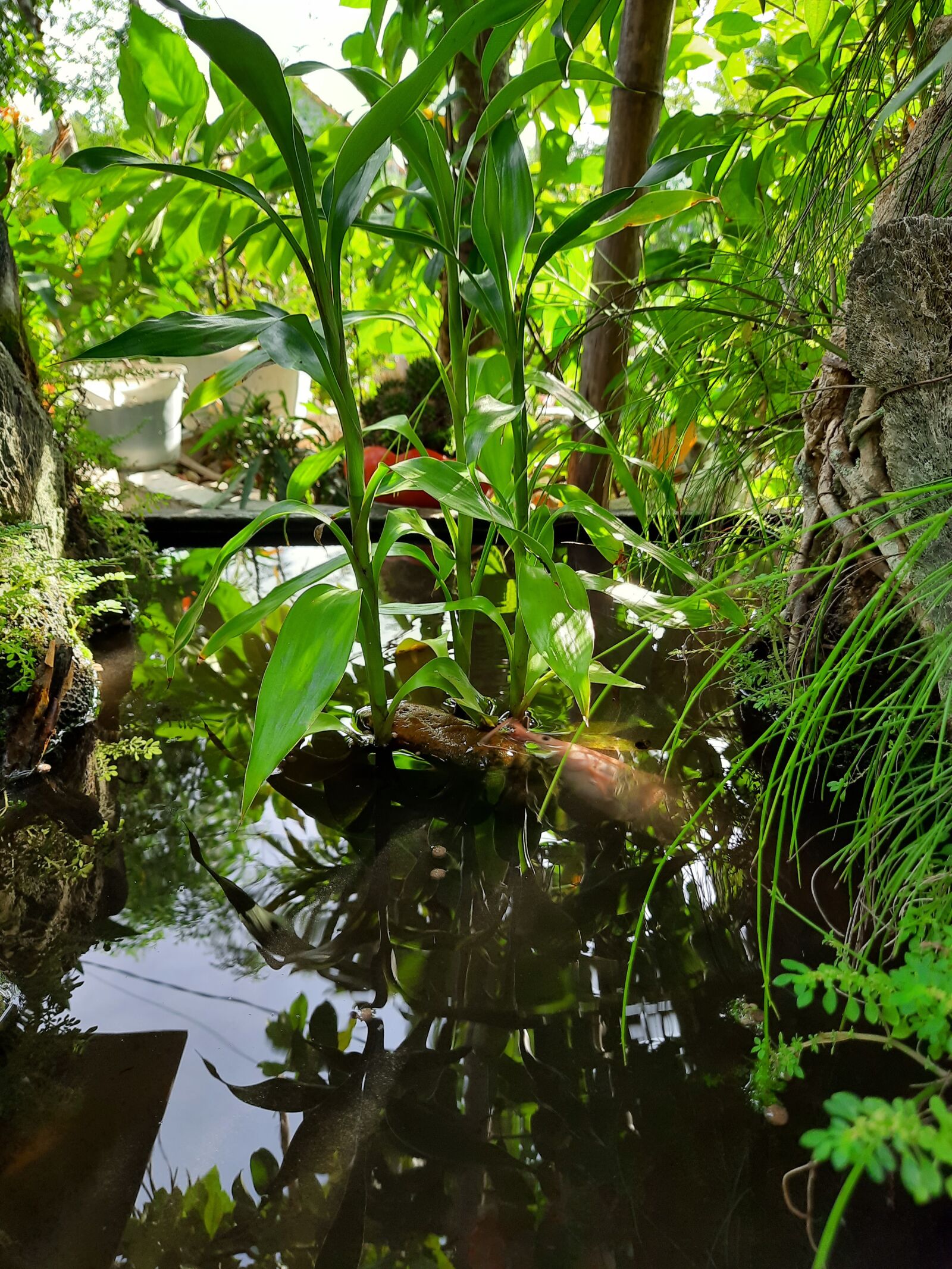 Samsung SM-M215F sample photo. Fish and water, catfish photography