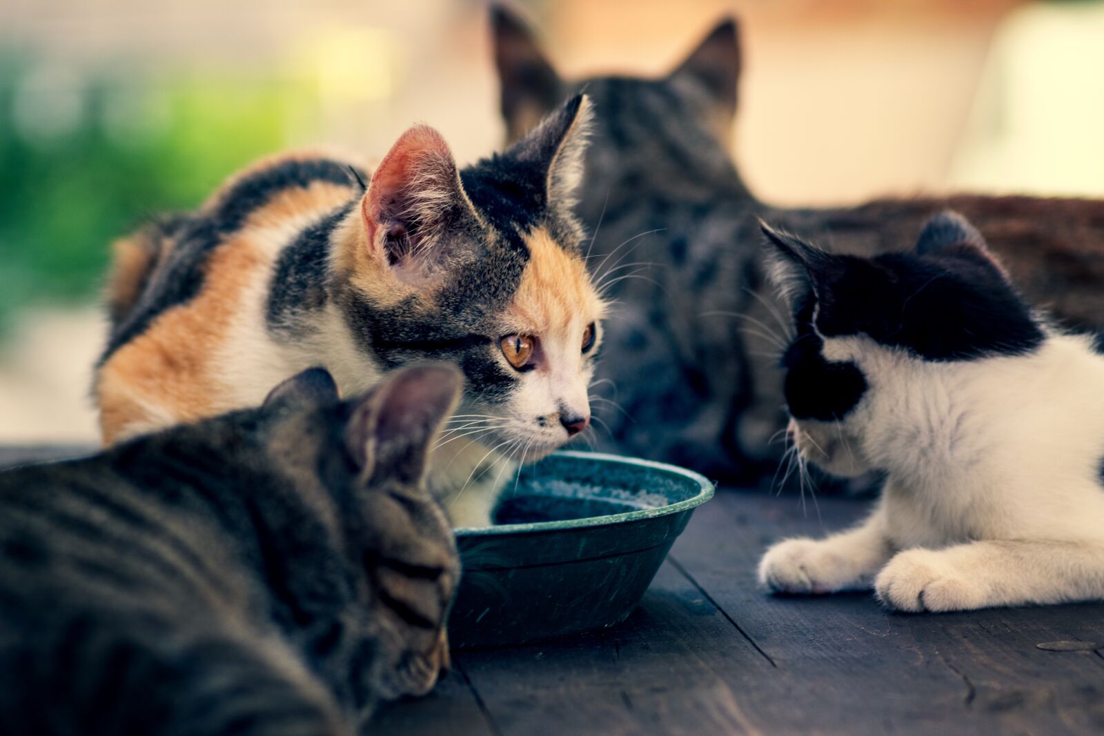 Canon EOS 1300D (EOS Rebel T6 / EOS Kiss X80) sample photo. Cat, feline, tiger photography