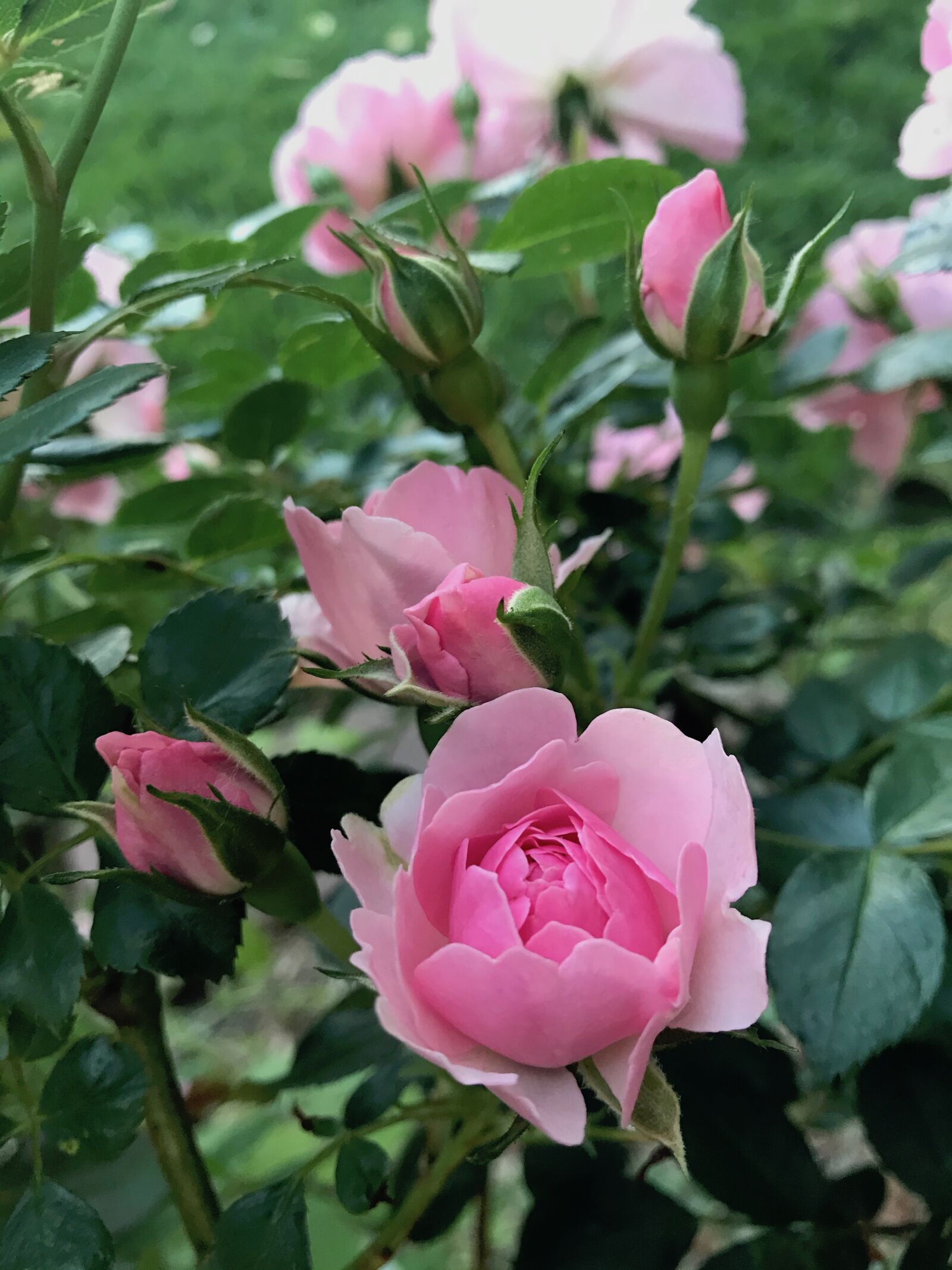 iPhone 7 back camera 3.99mm f/1.8 sample photo. Roses, pink, flowers photography
