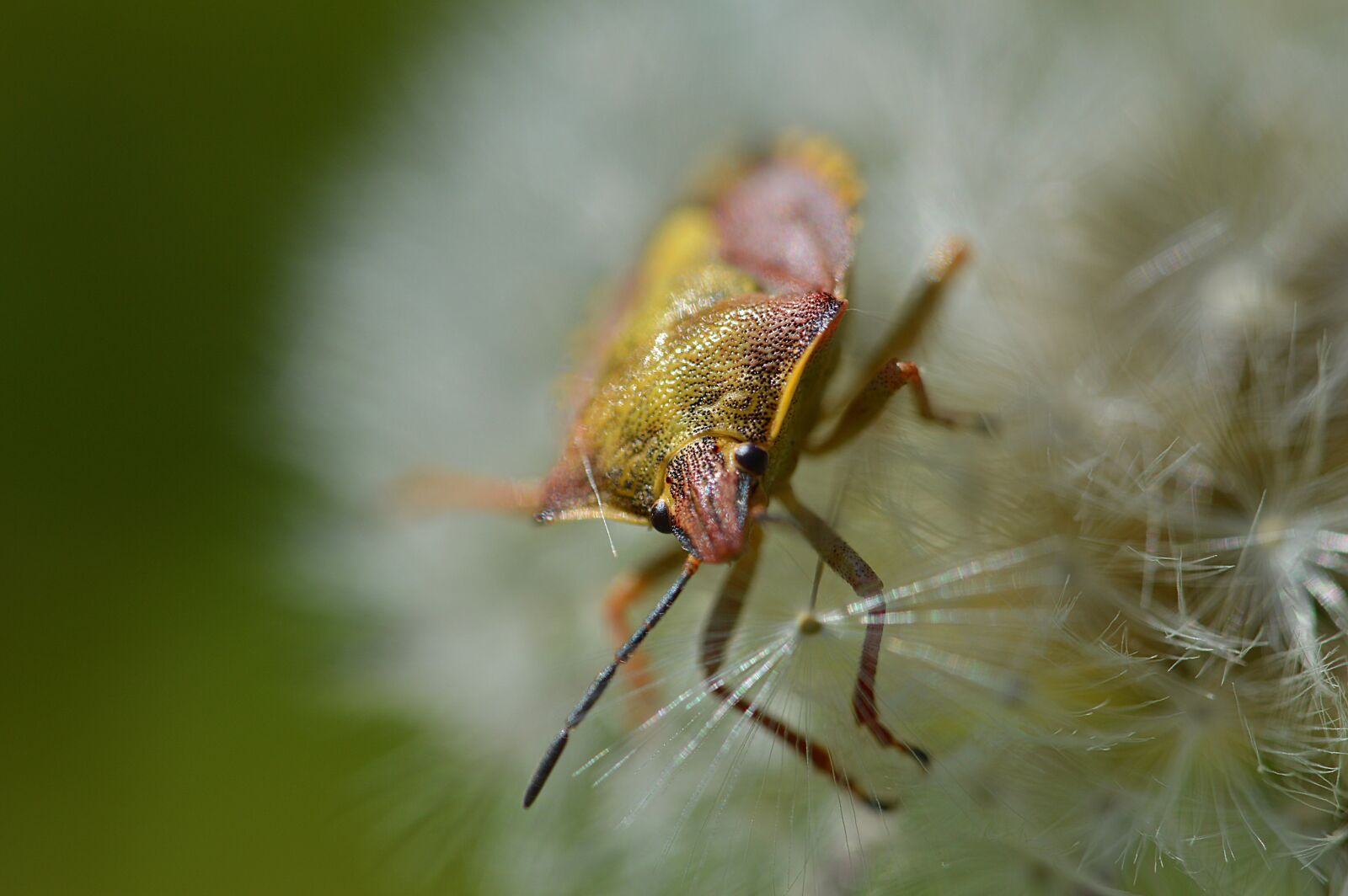 Nikon D3200 sample photo. Beetle, insect, dandelion photography