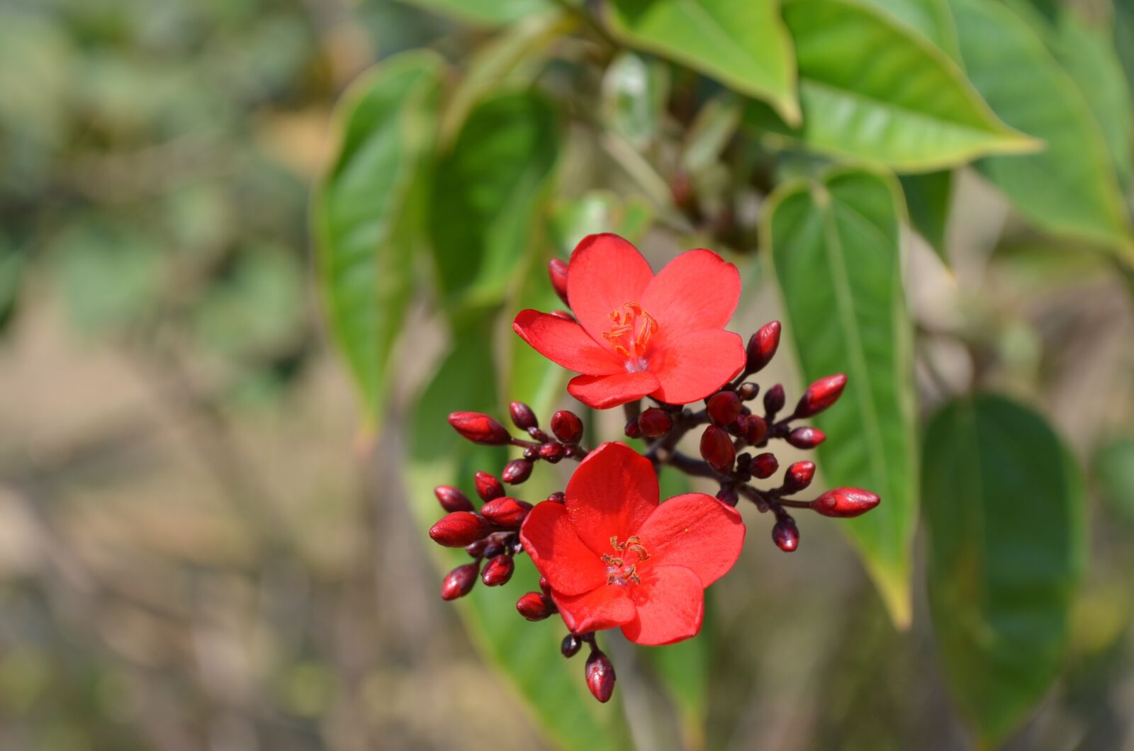 Nikon D5100 sample photo. Flowers, red, bud photography