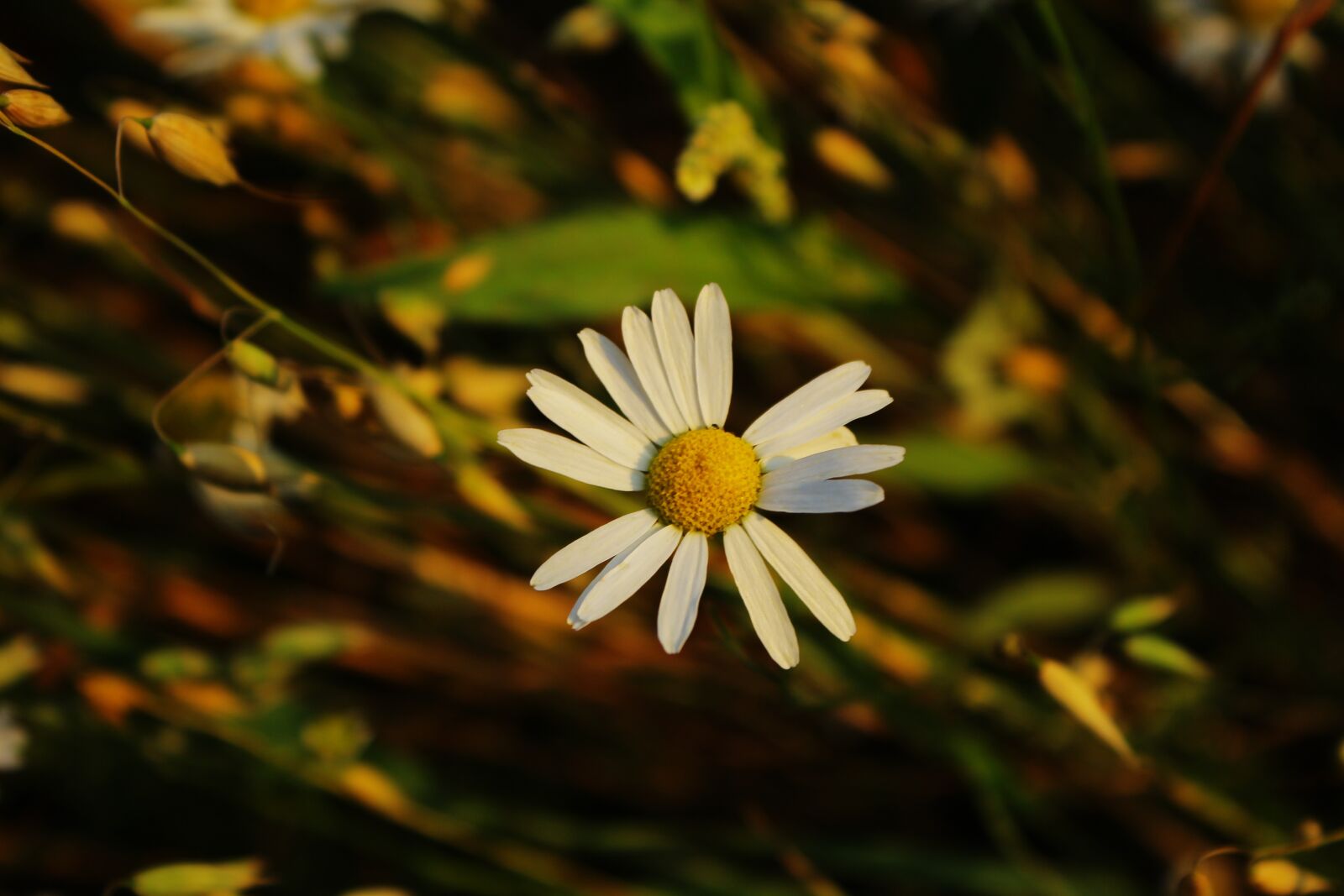 Canon EOS 600D (Rebel EOS T3i / EOS Kiss X5) sample photo. Daisy, the background, village photography