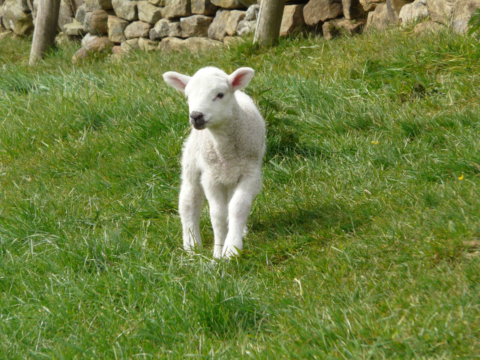 Panasonic DMC-FZ18 sample photo. Lamb, spring, farm photography