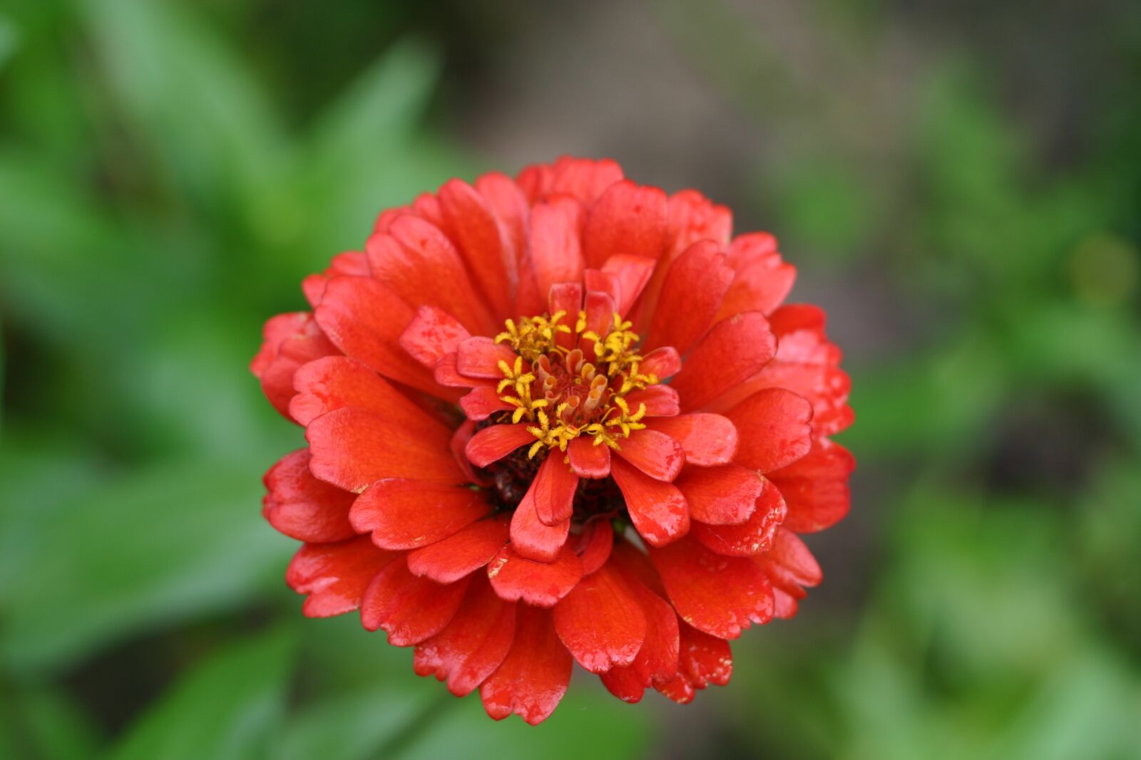 Canon EOS 300D (EOS Digital Rebel / EOS Kiss Digital) sample photo. Flower, blossom, bloom photography