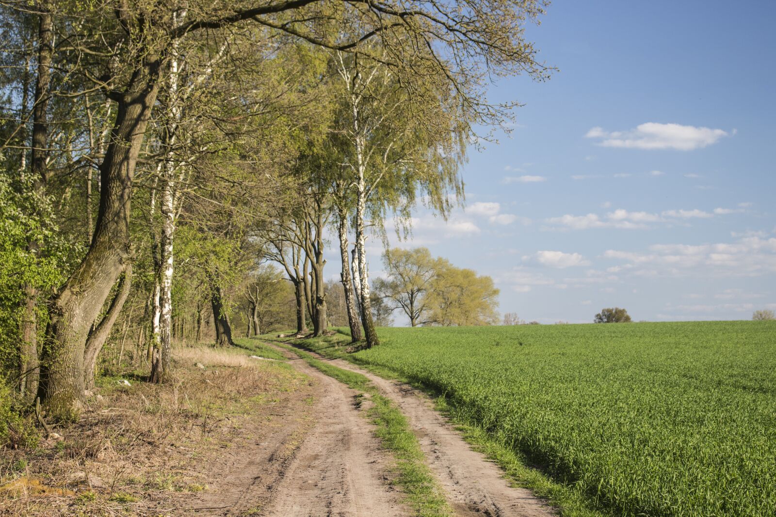 Canon EOS 700D (EOS Rebel T5i / EOS Kiss X7i) sample photo. Spring, landscape, field photography