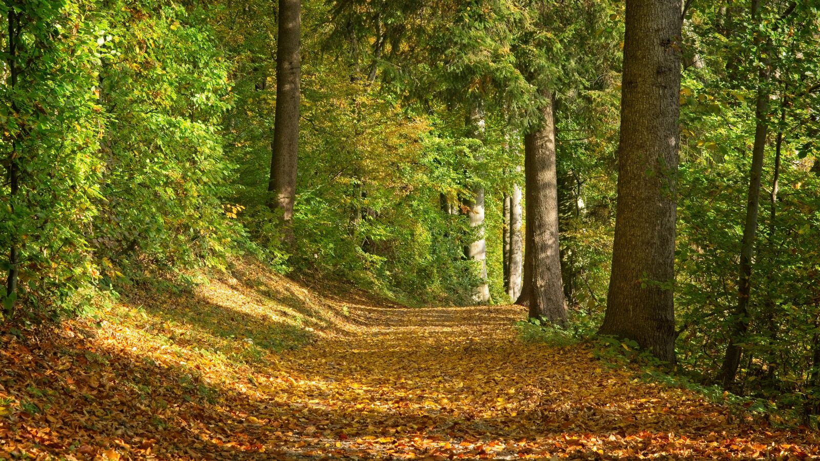 Nikon D7100 sample photo. Autumn, forest path, away photography