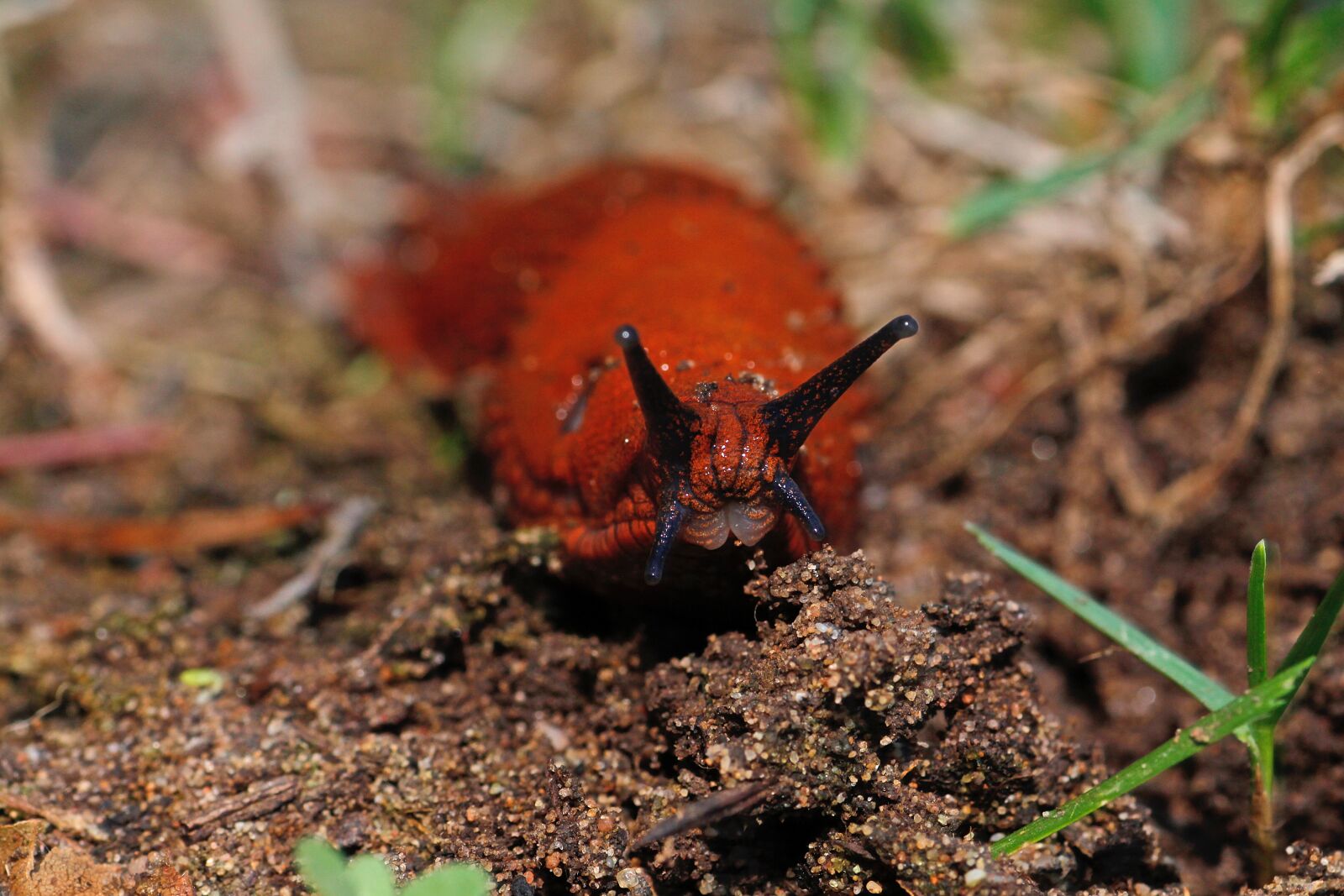 Canon EOS 650D (EOS Rebel T4i / EOS Kiss X6i) sample photo. Slug, red wegschnecke, snail photography
