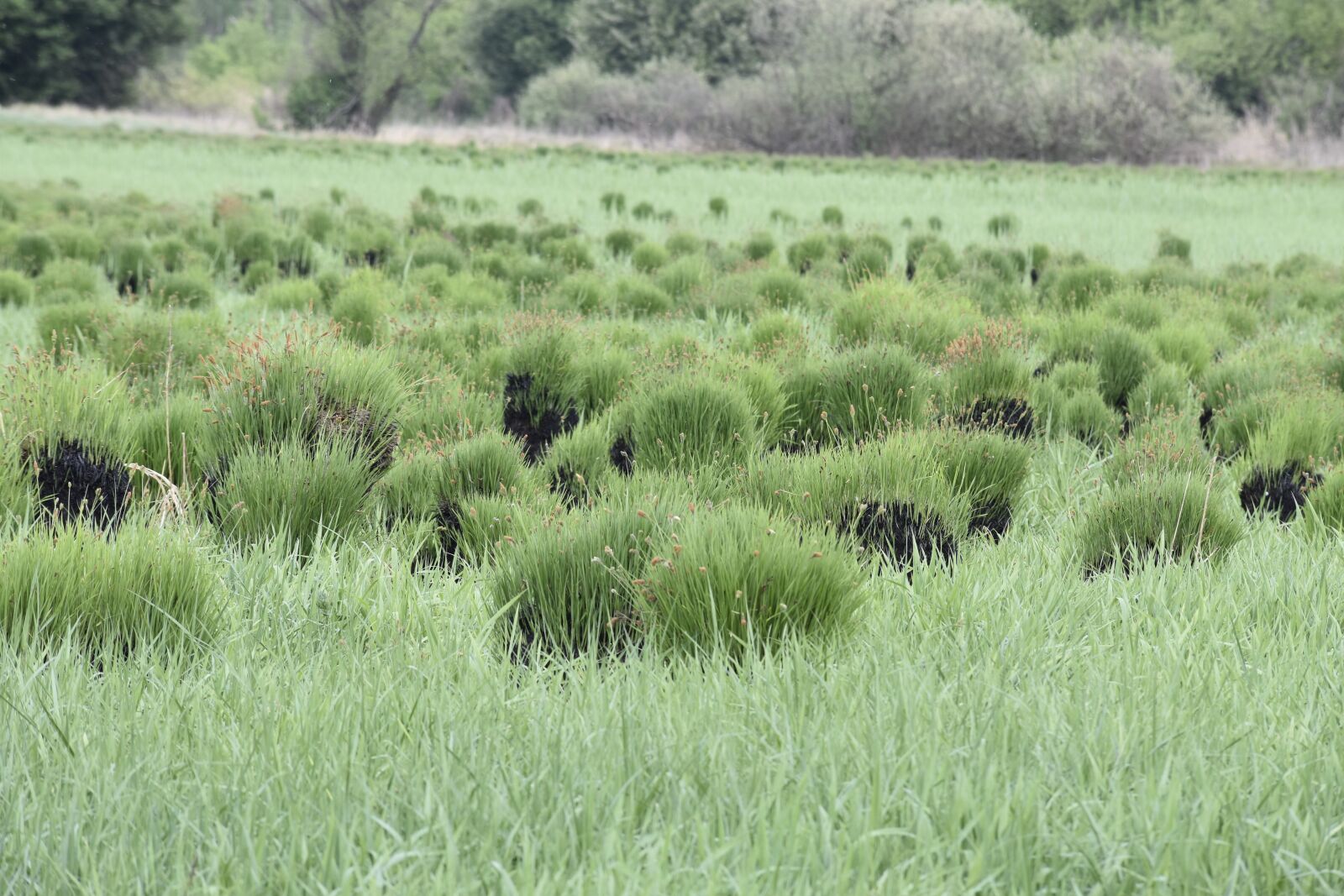 Nikon D7200 sample photo. Meadow, nature, grass photography