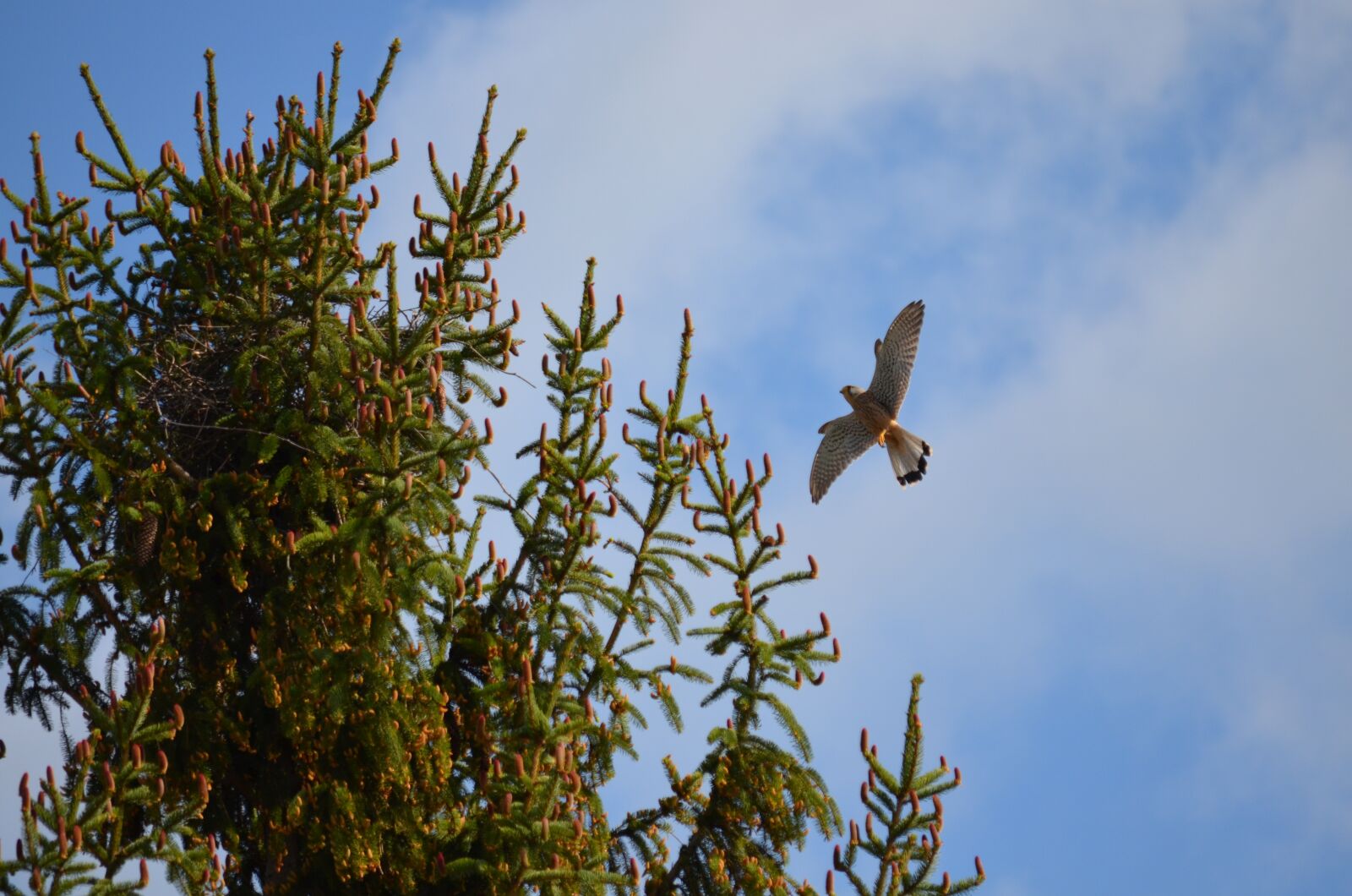 Nikon D5100 sample photo. Falcon, kestrel, bird photography