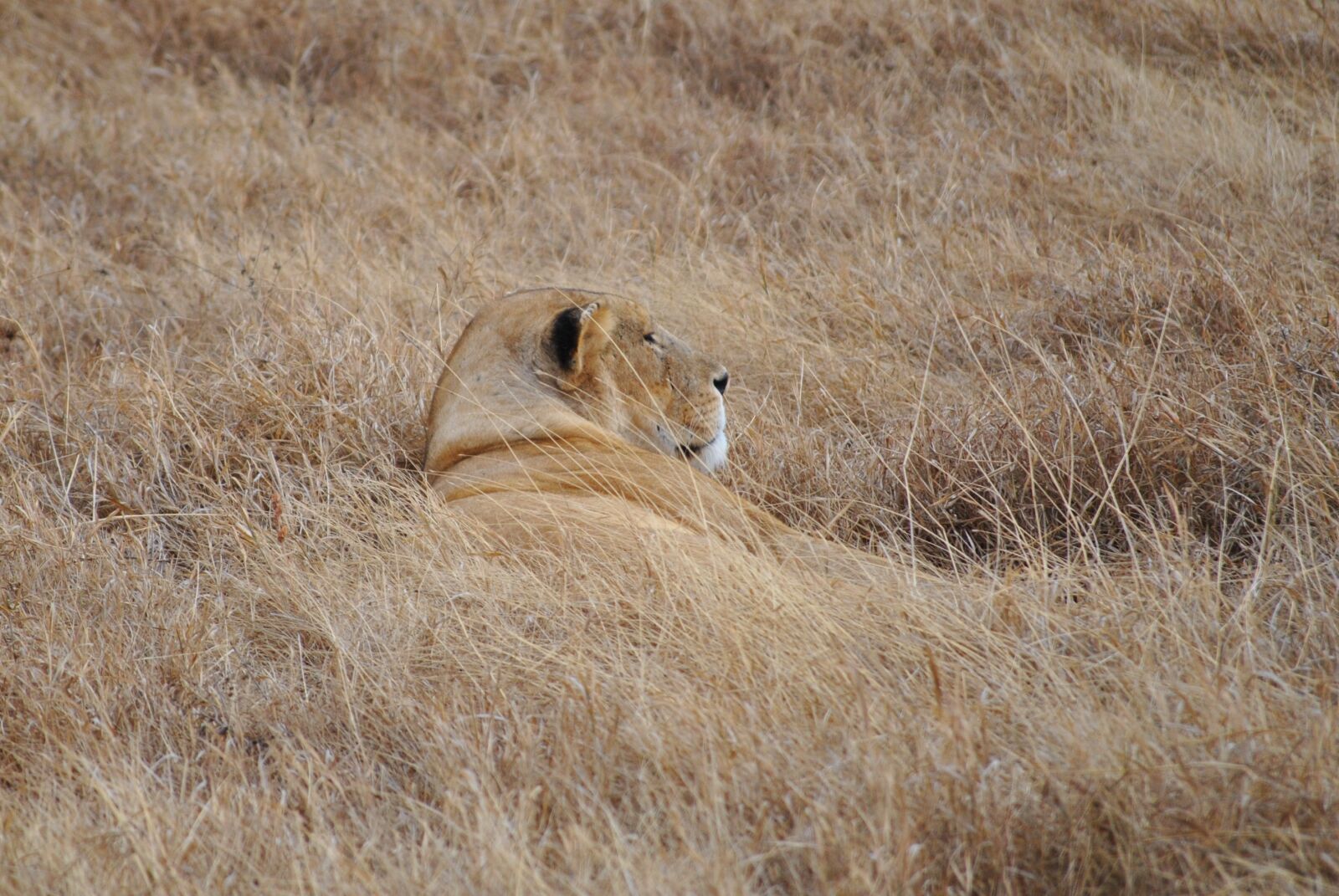Nikon D3000 sample photo. Lion, steppe, serengeti photography