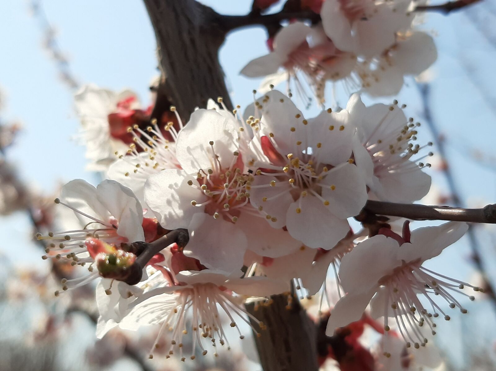 Samsung Galaxy A50 sample photo. Spring, bloom, flowers photography