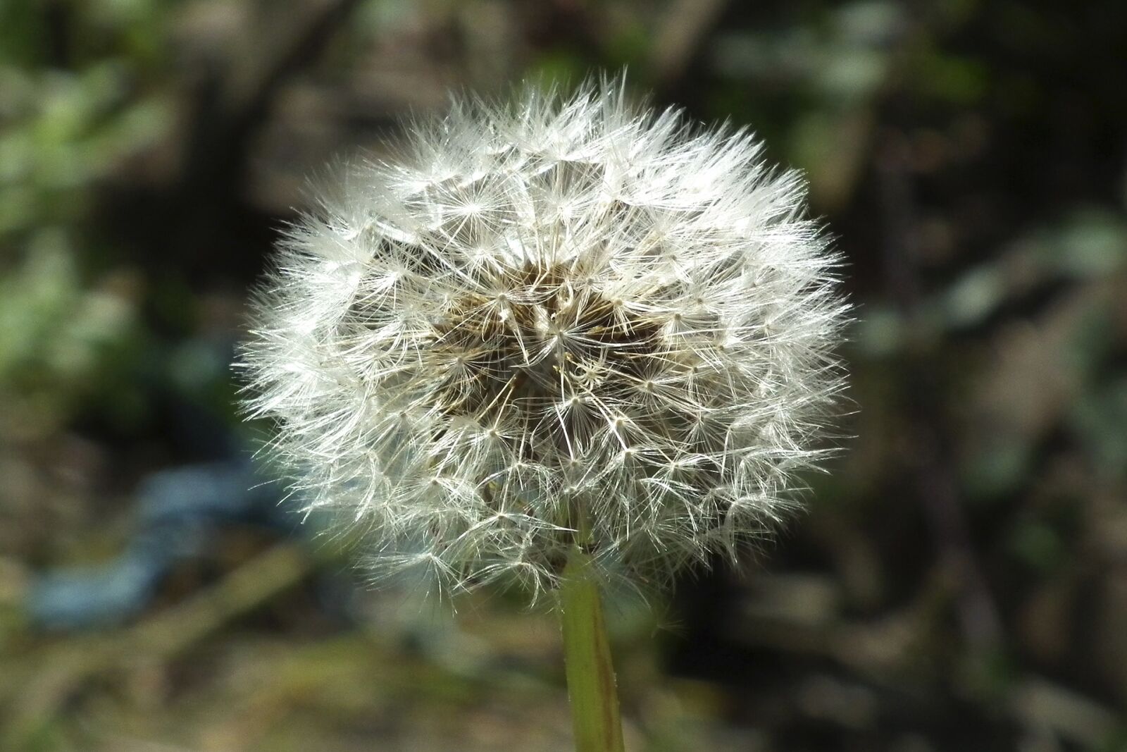 FujiFilm FinePix HS10 (FinePix HS11) sample photo. Dandelion, nature, plant photography
