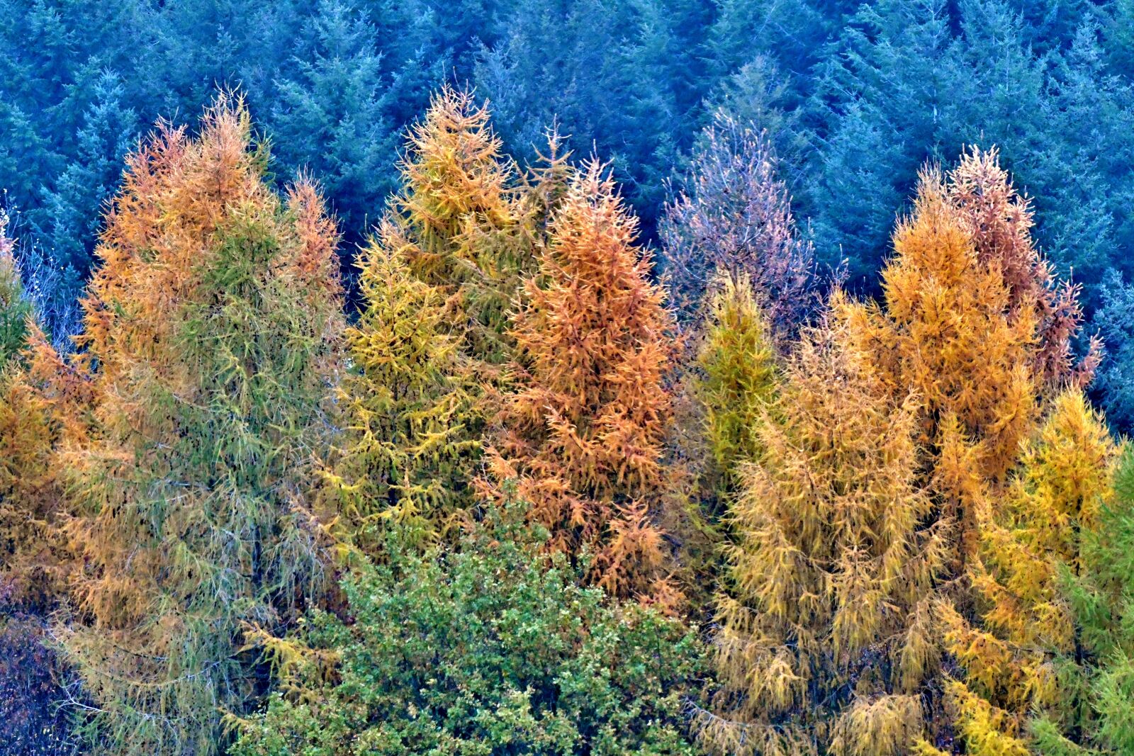 Nikon D500 sample photo. Forest, trees, autumn photography
