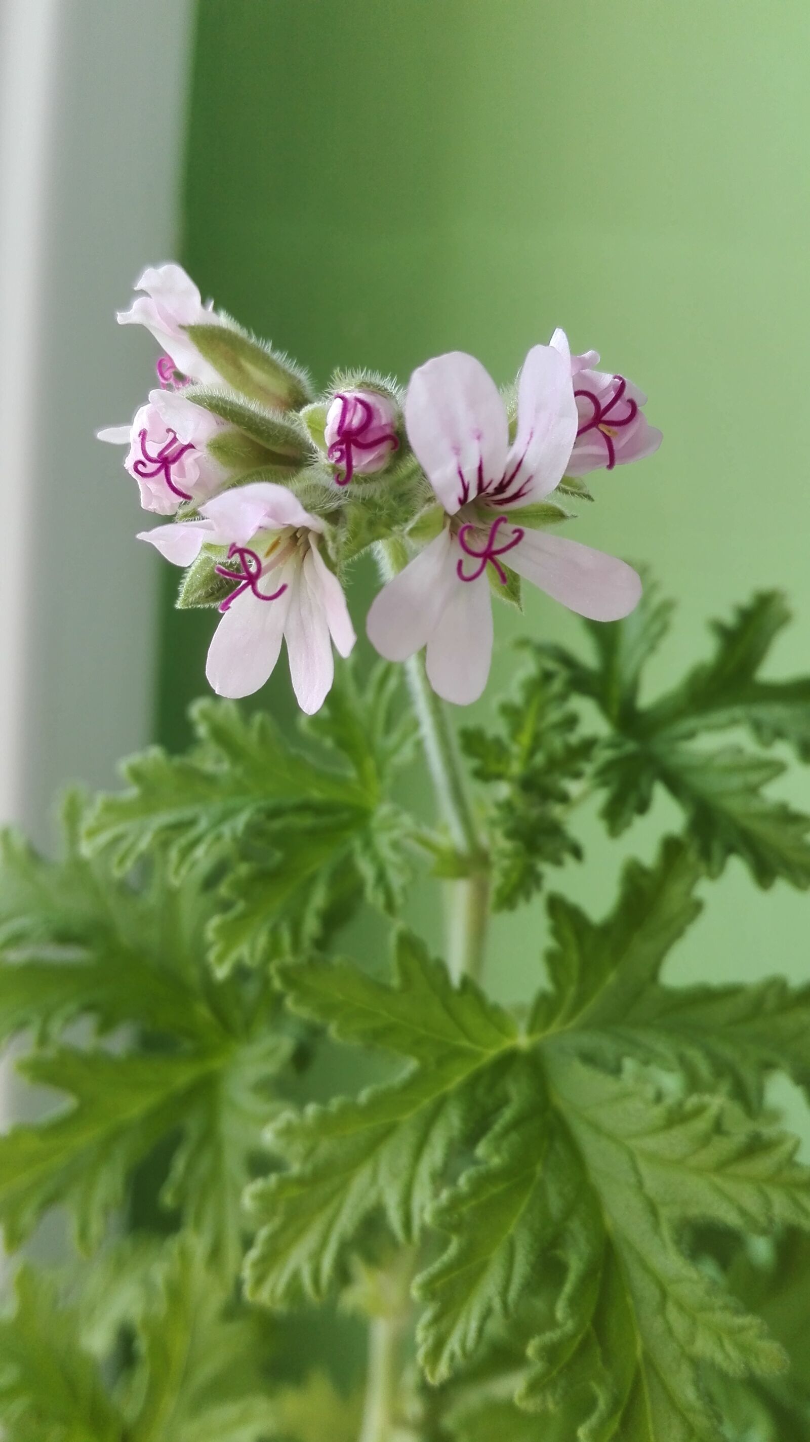 HUAWEI P8 Lite sample photo. Flower, geranium, flowering photography