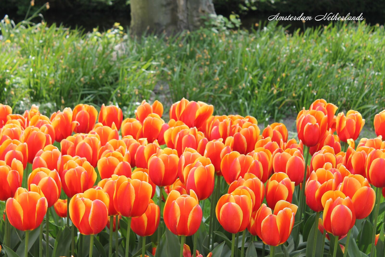Canon EOS 1100D (EOS Rebel T3 / EOS Kiss X50) sample photo. Amsterdam, niderland, tulips photography