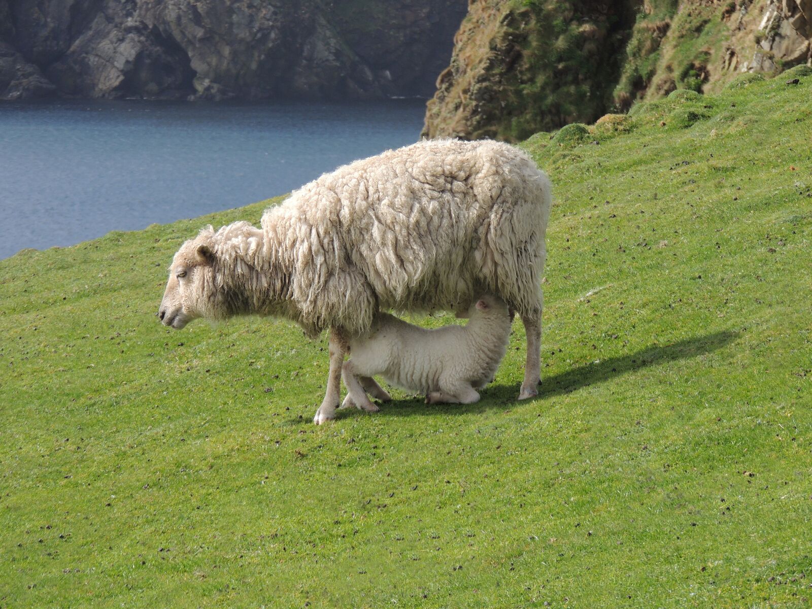 Nikon Coolpix P510 sample photo. Sheep, fair isle, scotland photography