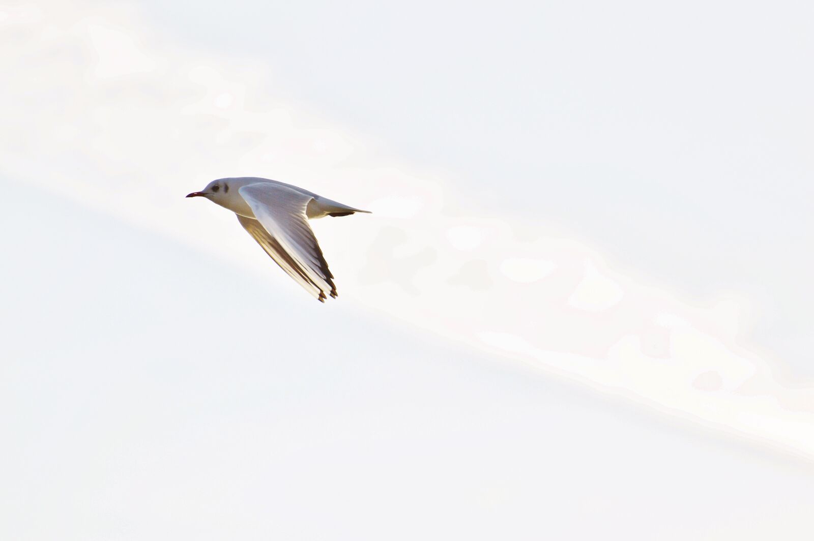 Nikon D3200 sample photo. Seagull, water, lake constance photography