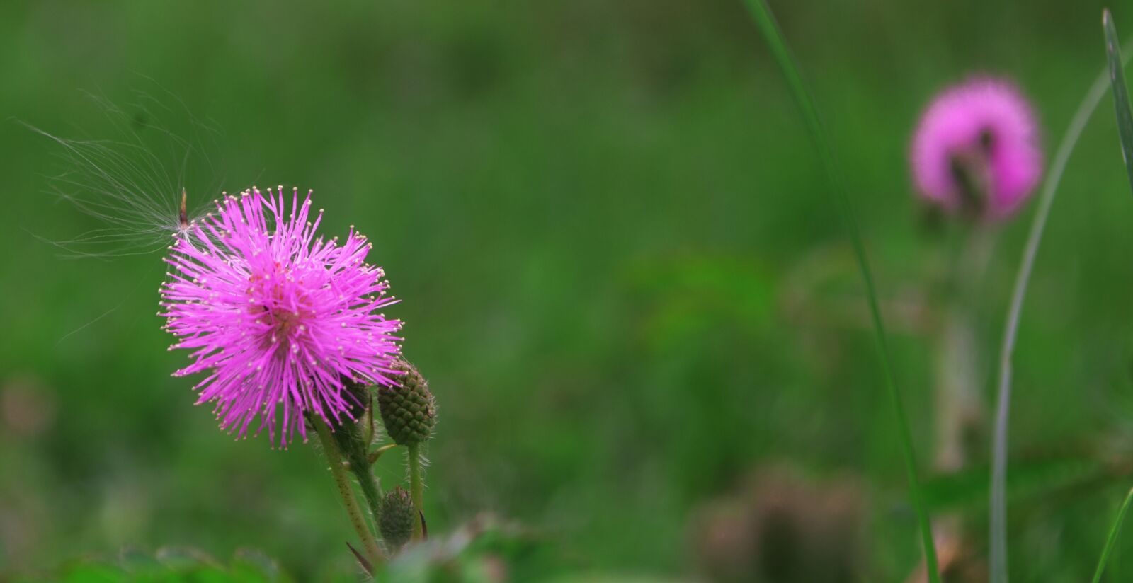 Nikon D5100 sample photo. Spear thistle, flower, plant photography