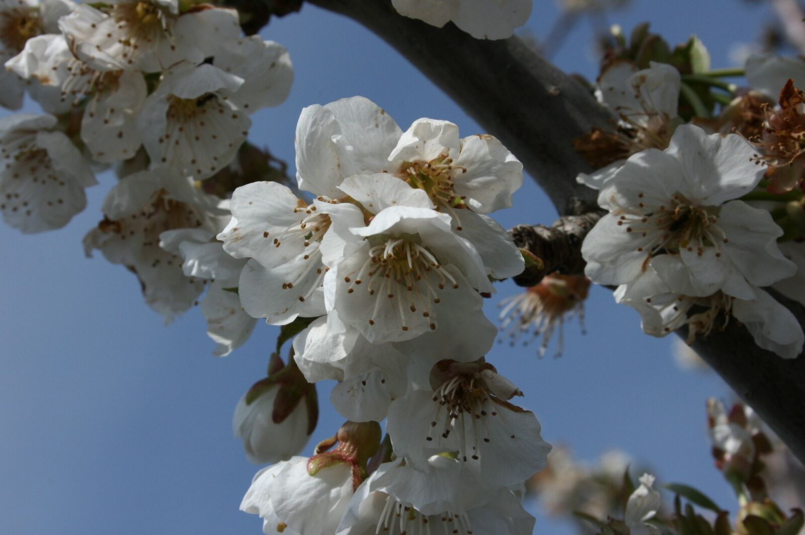 Canon EOS 400D (EOS Digital Rebel XTi / EOS Kiss Digital X) sample photo. Almond tree, flowers, flowery photography