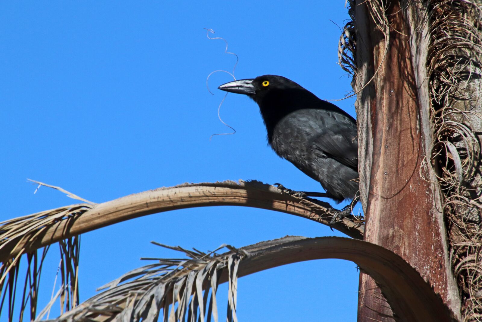 Canon EOS 800D (EOS Rebel T7i / EOS Kiss X9i) sample photo. Bird, pied currawong, australian photography