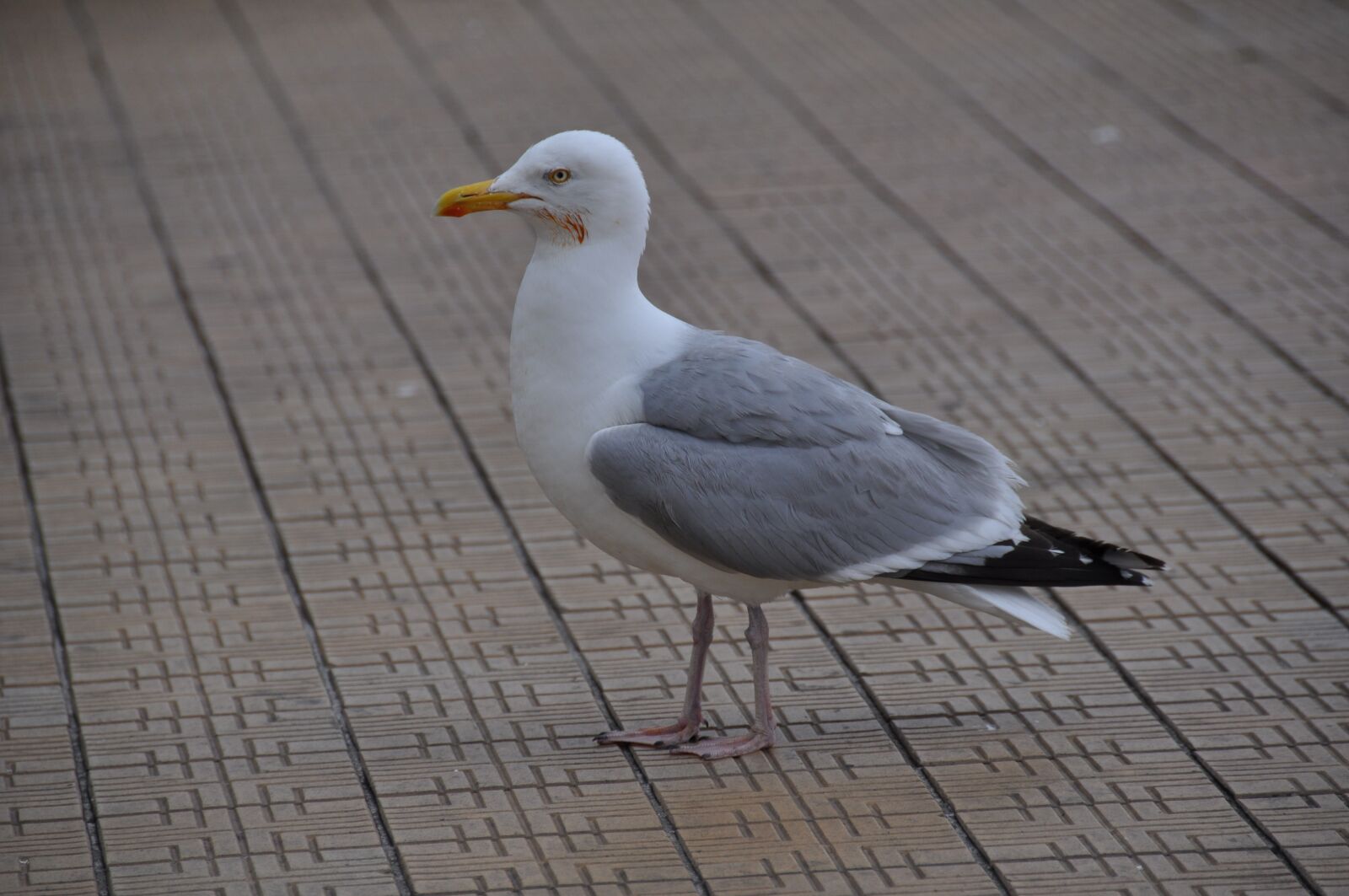 Nikon D5000 sample photo. Seagull, dyke, sea photography