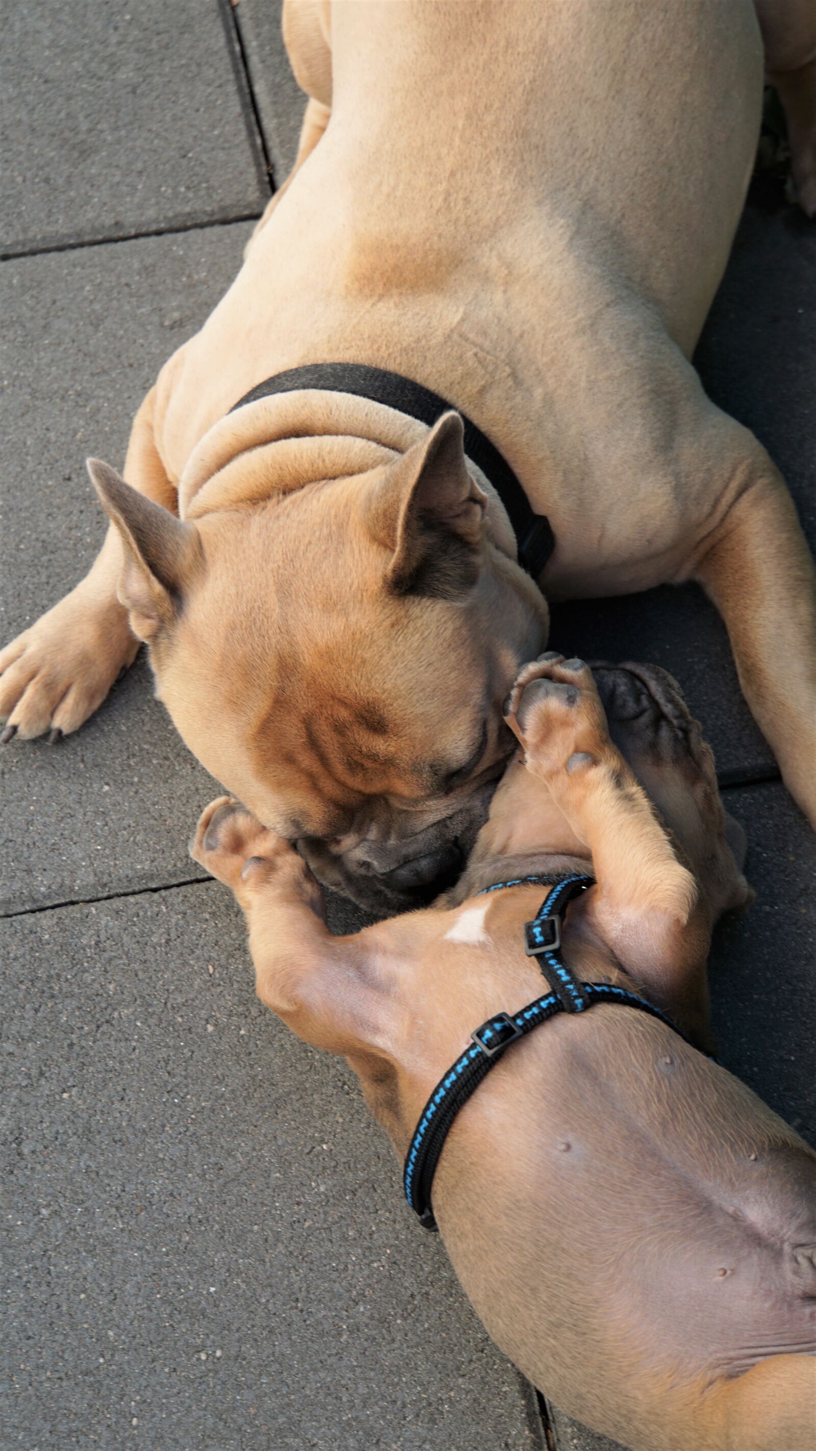 Sony E 18-200mm F3.5-6.3 OSS LE sample photo. French bulldog, young dog photography