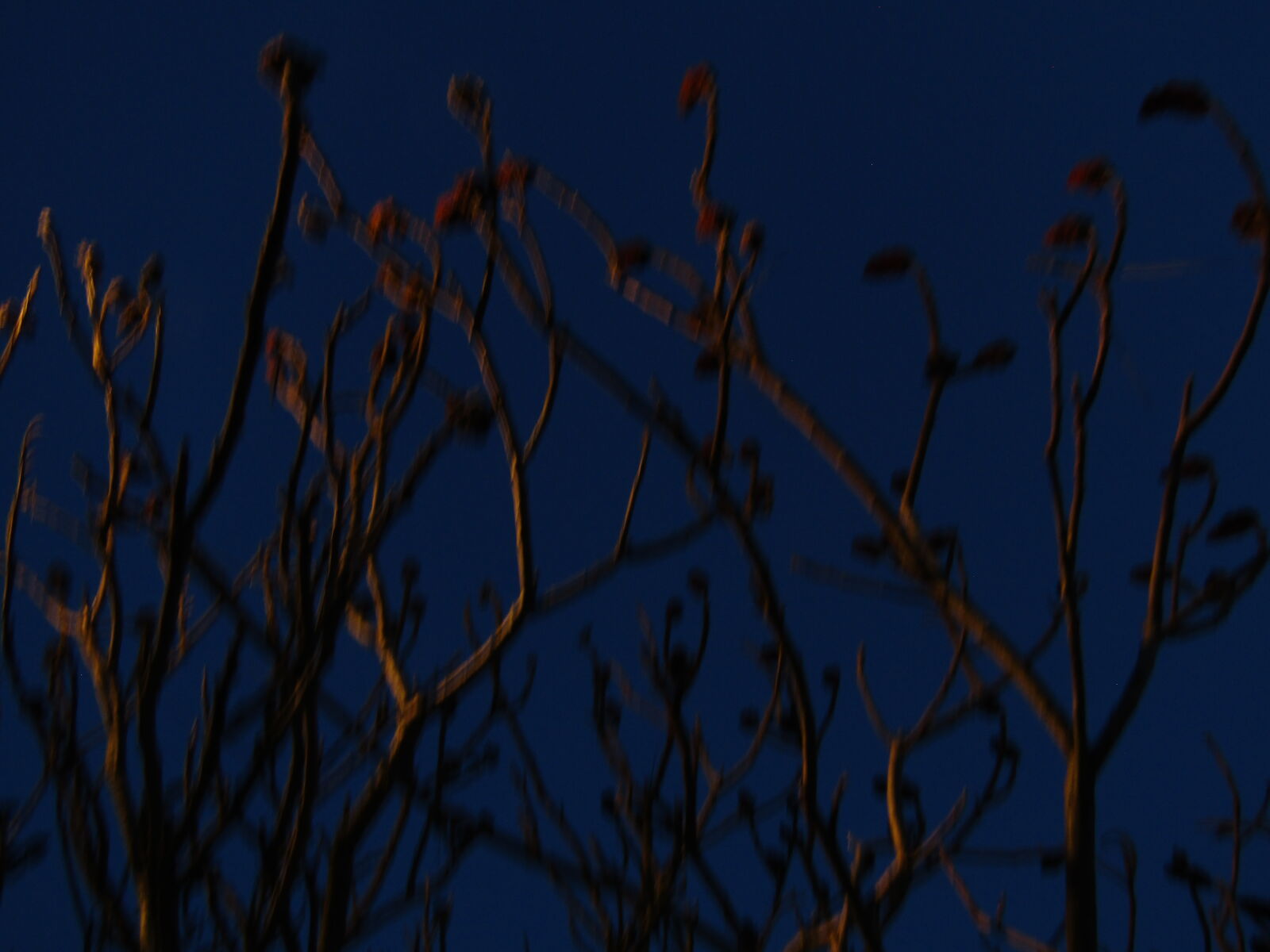 Canon PowerShot SX420 IS sample photo
