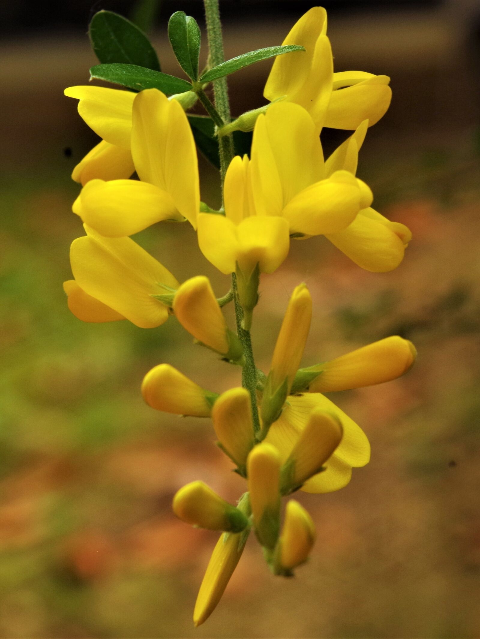 Pentax K-50 sample photo. Flowers, yellow flowers, yellow photography