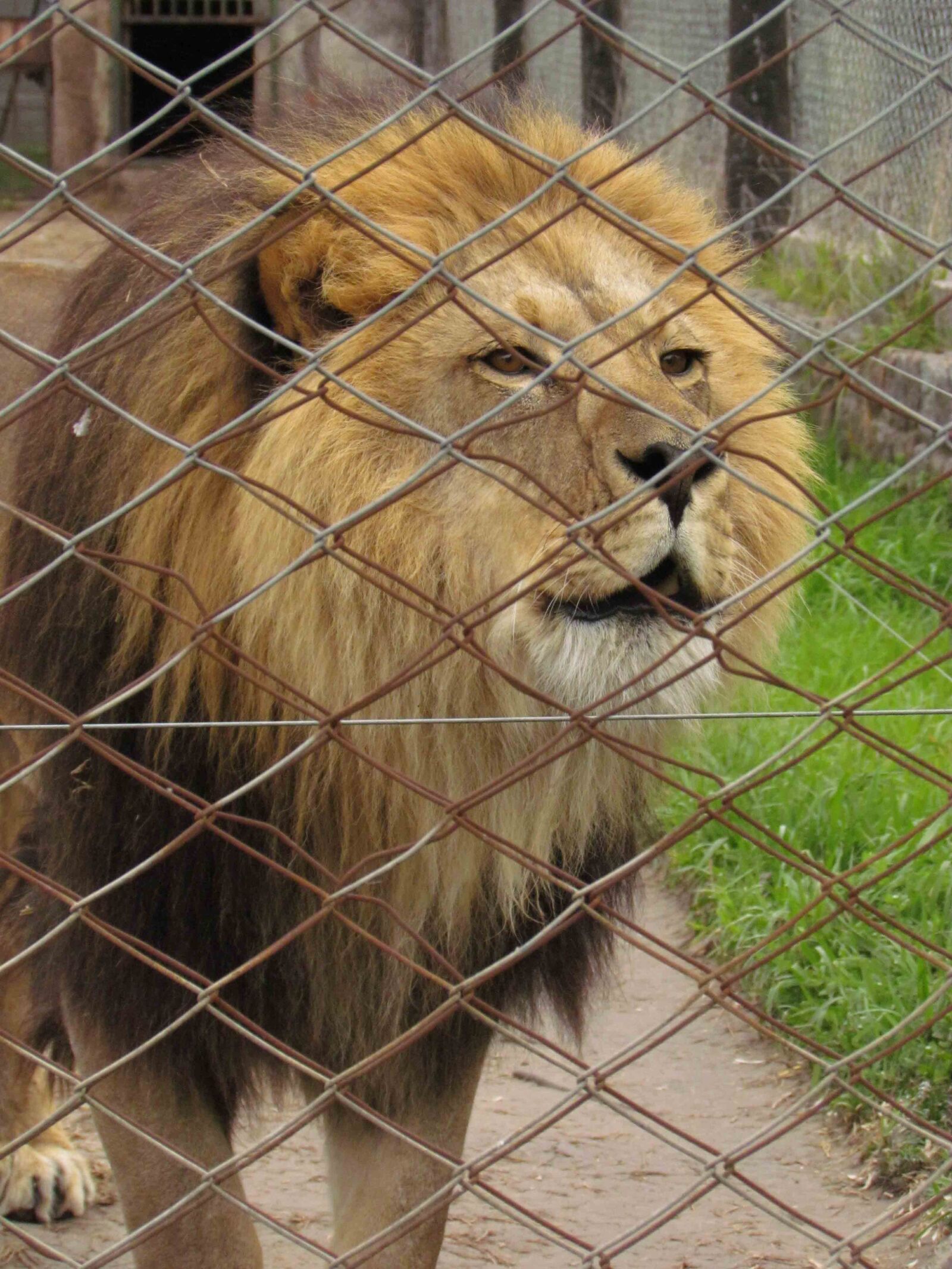 Canon PowerShot SX30 IS sample photo. Animal, leon, lions photography