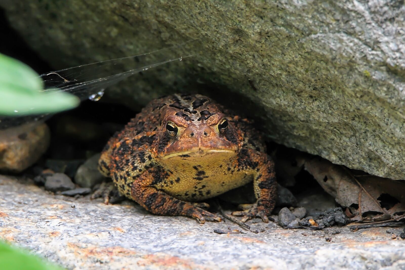 Tamron SP 150-600mm F5-6.3 Di VC USD sample photo. Toad, frog, amphibian photography