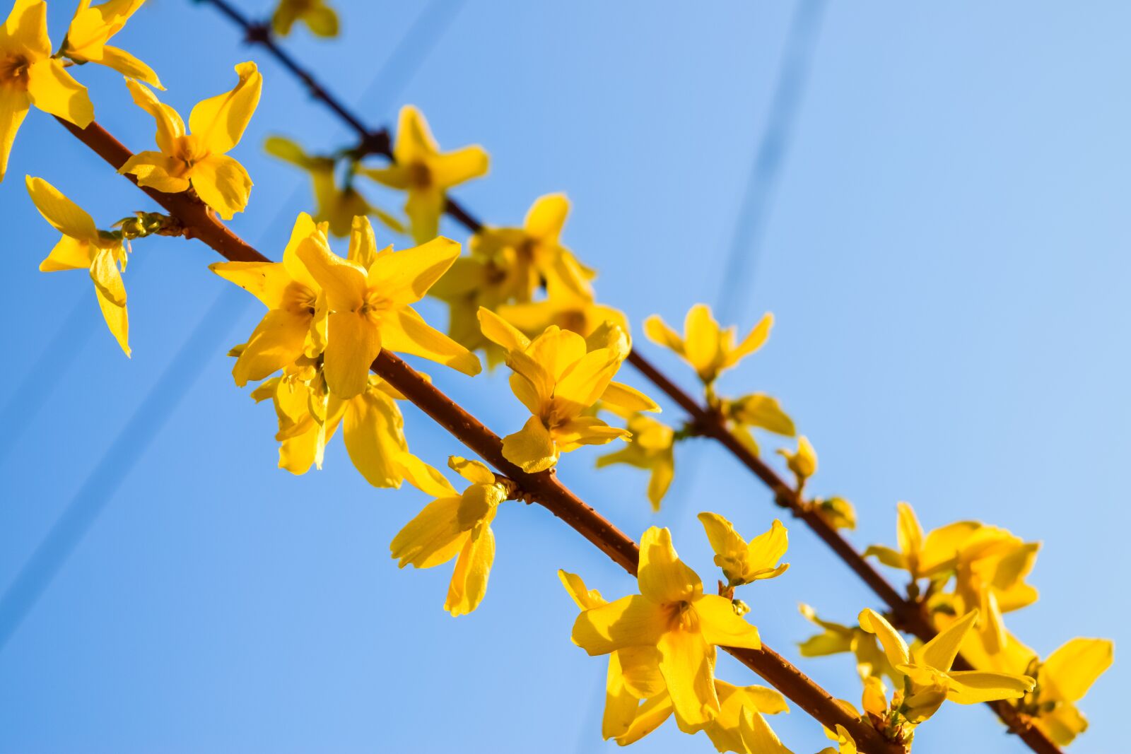 Nikon D5300 sample photo. Background, bloom, blooming photography