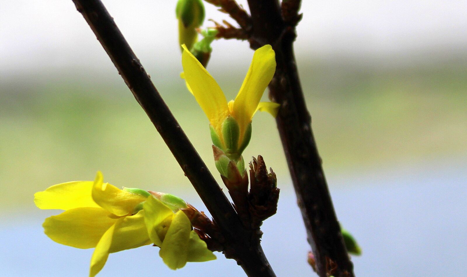 Canon EOS 1200D (EOS Rebel T5 / EOS Kiss X70 / EOS Hi) sample photo. Forsythia, bush, early spring photography