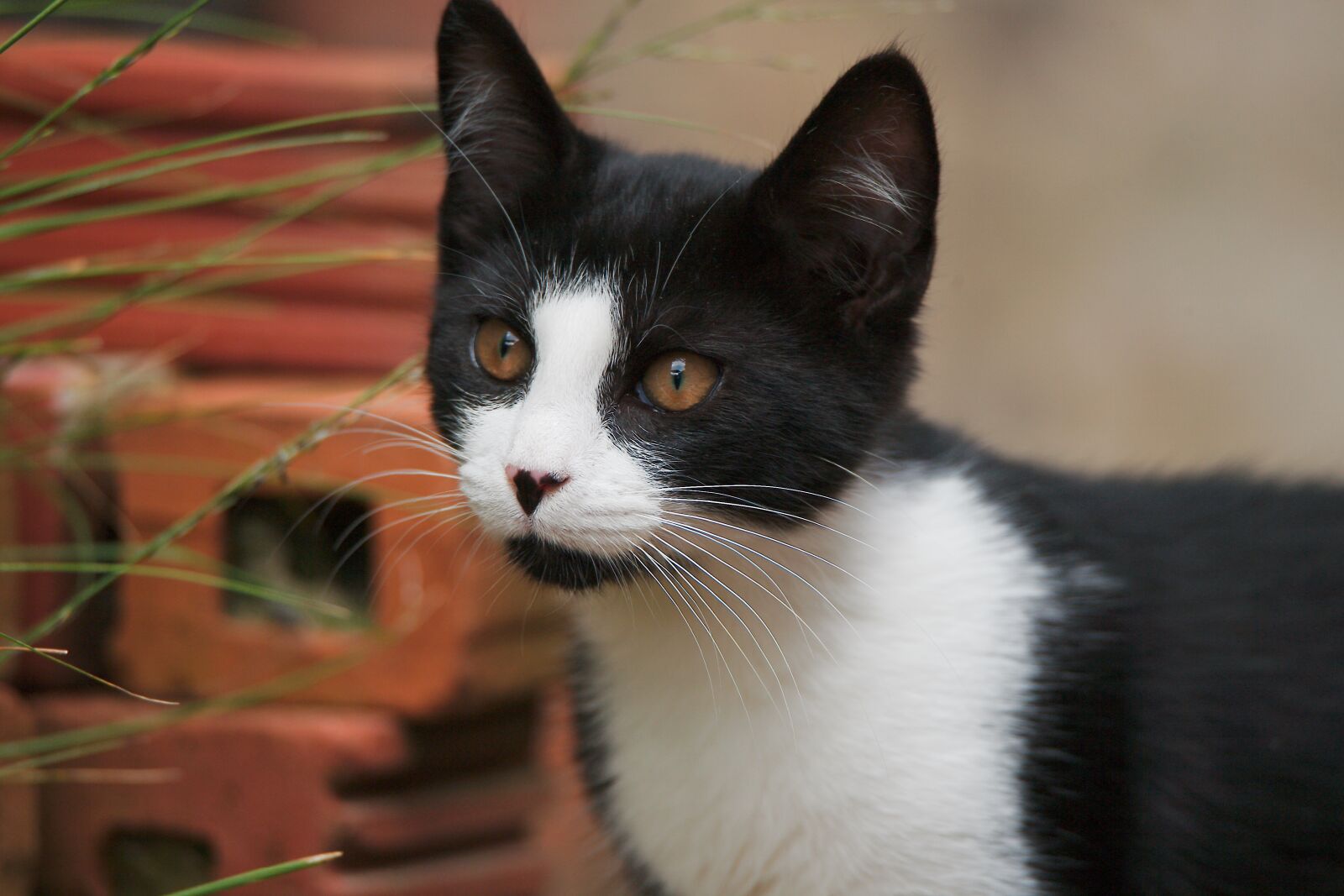 Canon EOS 5D sample photo. Animal, mammal, cute photography