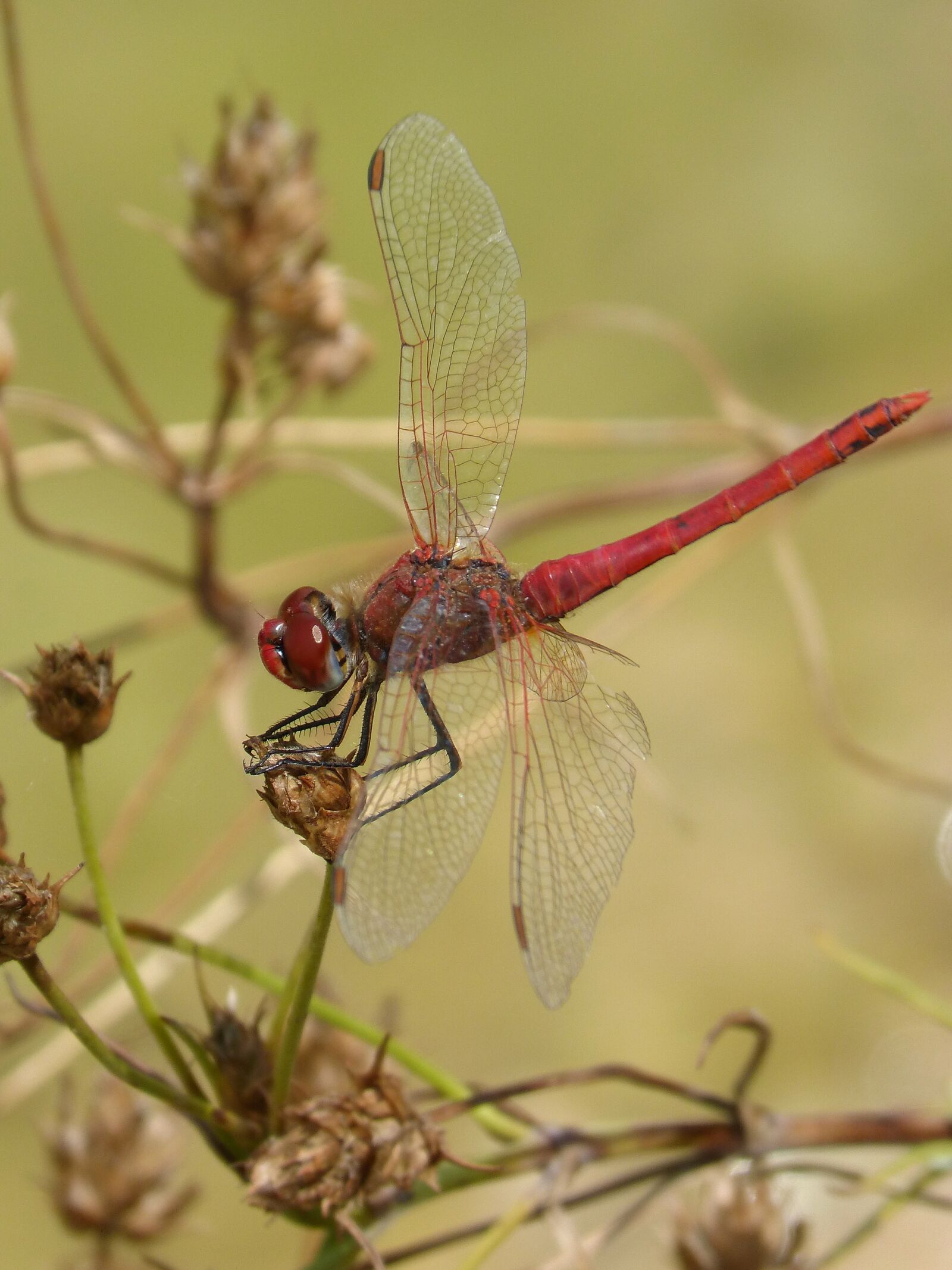 Красная стрекоза. Crocothemis erythraea. Стрекоза метальщица. Стрекоза Крокотемис красный. Стрекоза метальщица красная.