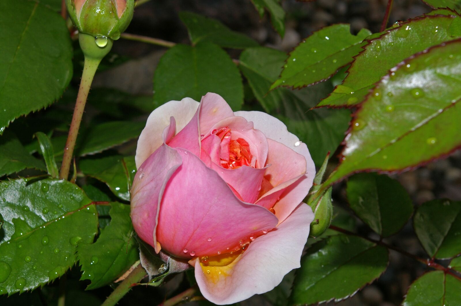 Pentax *ist DL2 sample photo. Rose, pink rose, scented photography