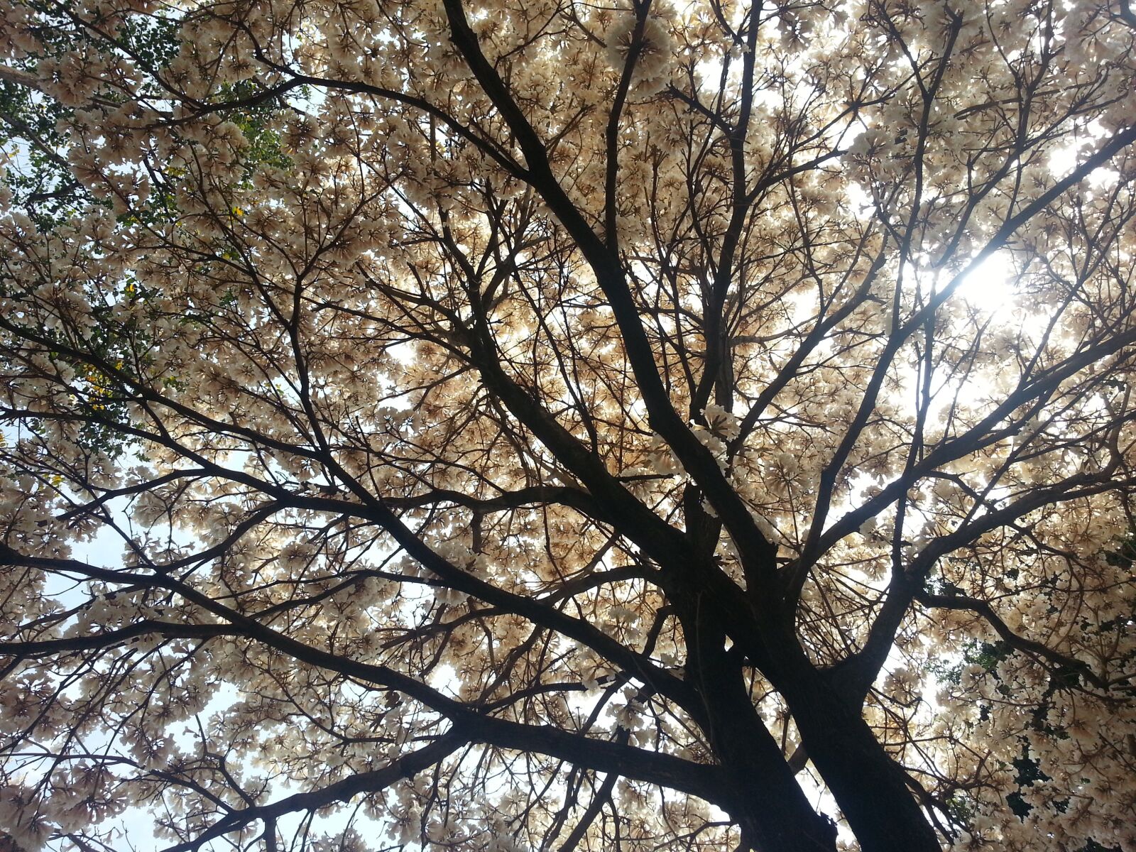 Samsung Galaxy S3 sample photo. Tree, light, ipê photography